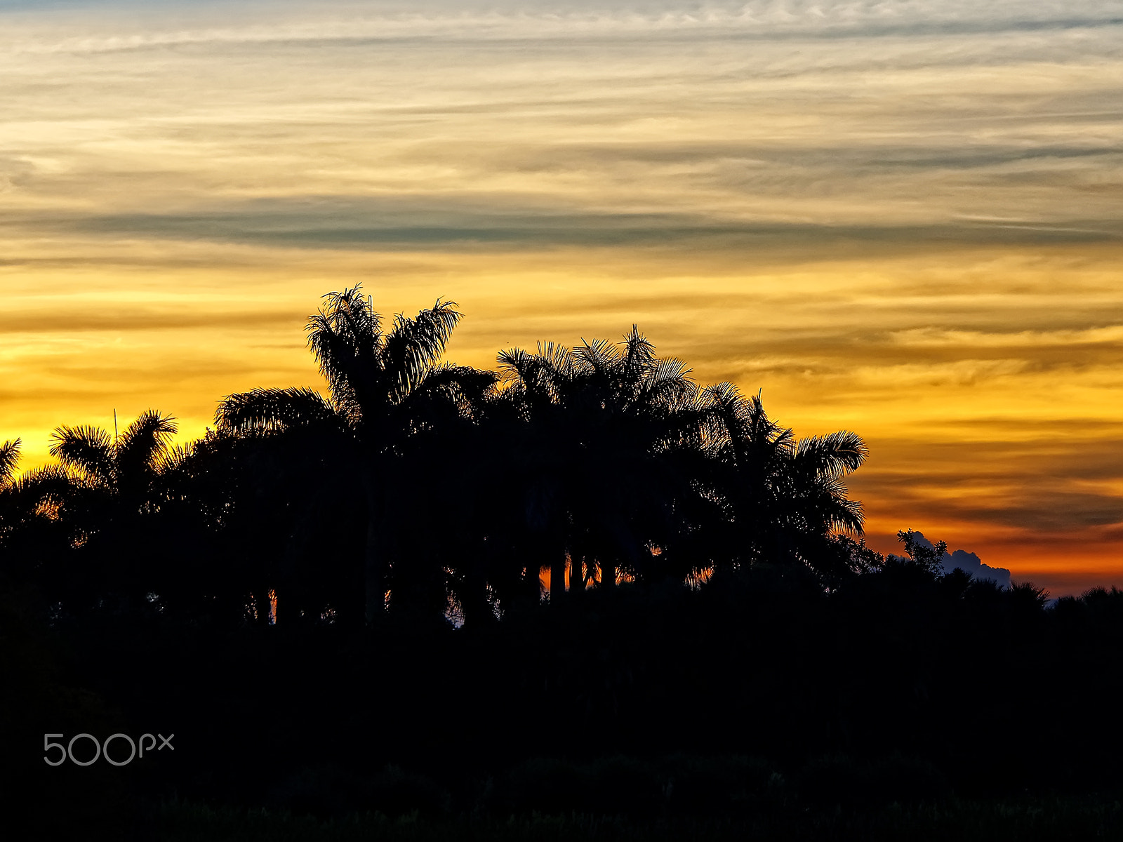 Olympus OM-D E-M10 + Olympus M.Zuiko Digital ED 14-150mm F4-5.6 II sample photo. Palm trees in silhouette during beautiful sunrise photography