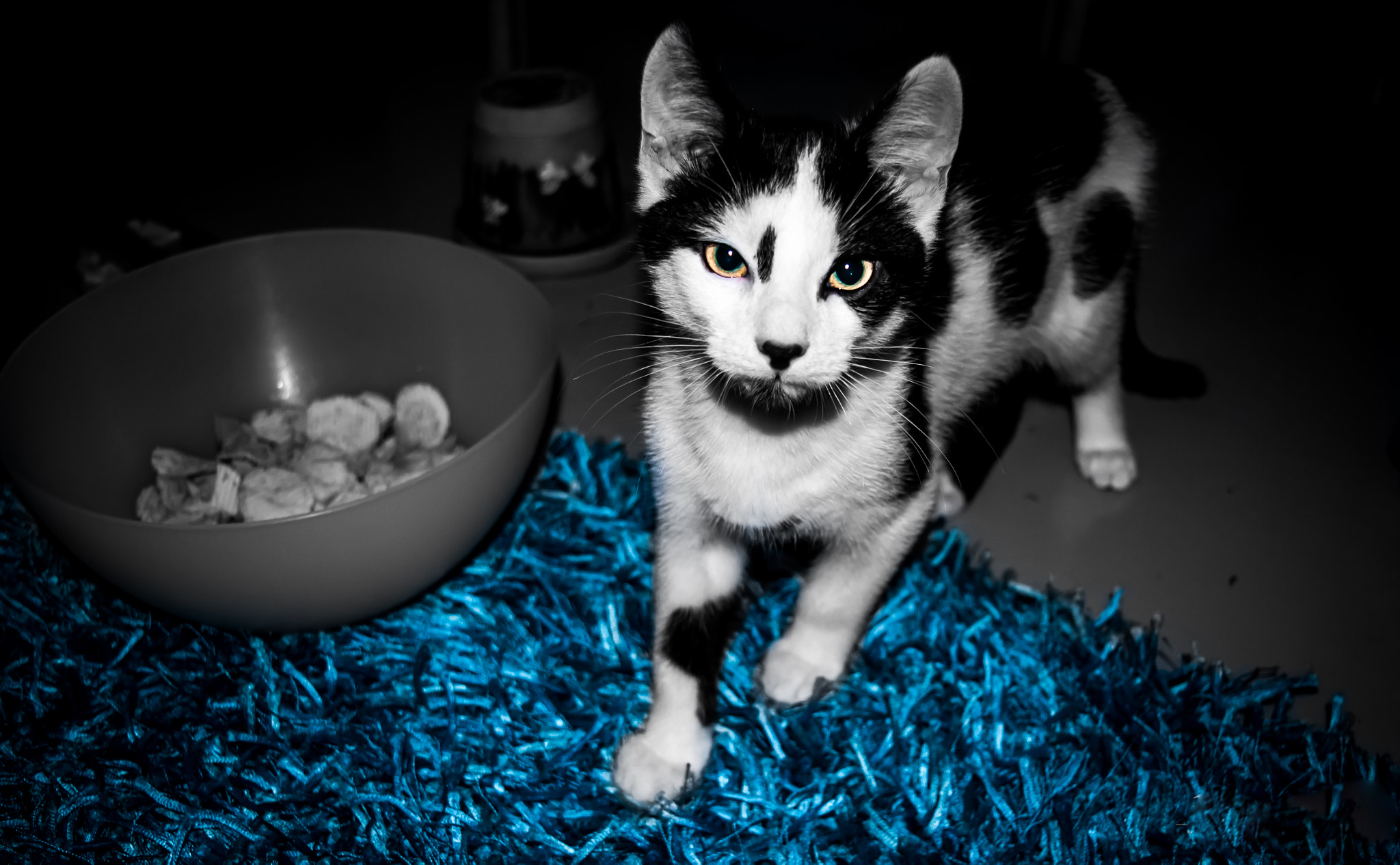 Nikon D5000 sample photo. Merske the vicious photography