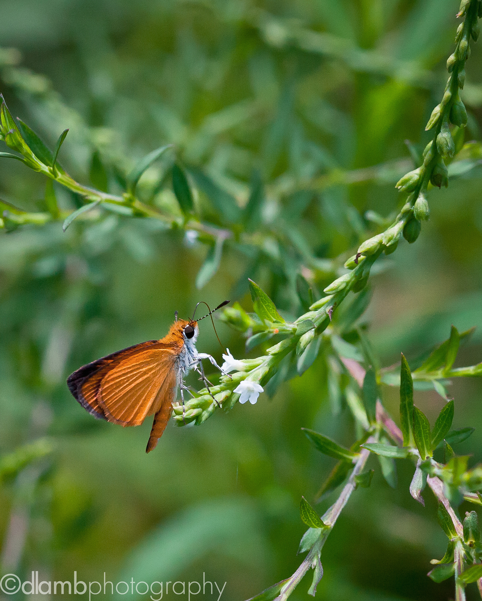 Canon EF-S 60mm F2.8 Macro USM sample photo. Least skipper butterfly photography