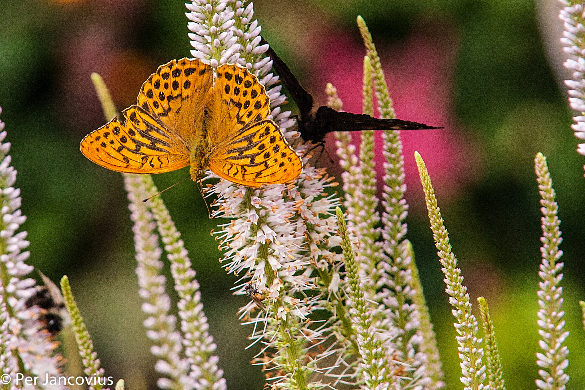 Canon EOS 40D sample photo. Butterfly photography
