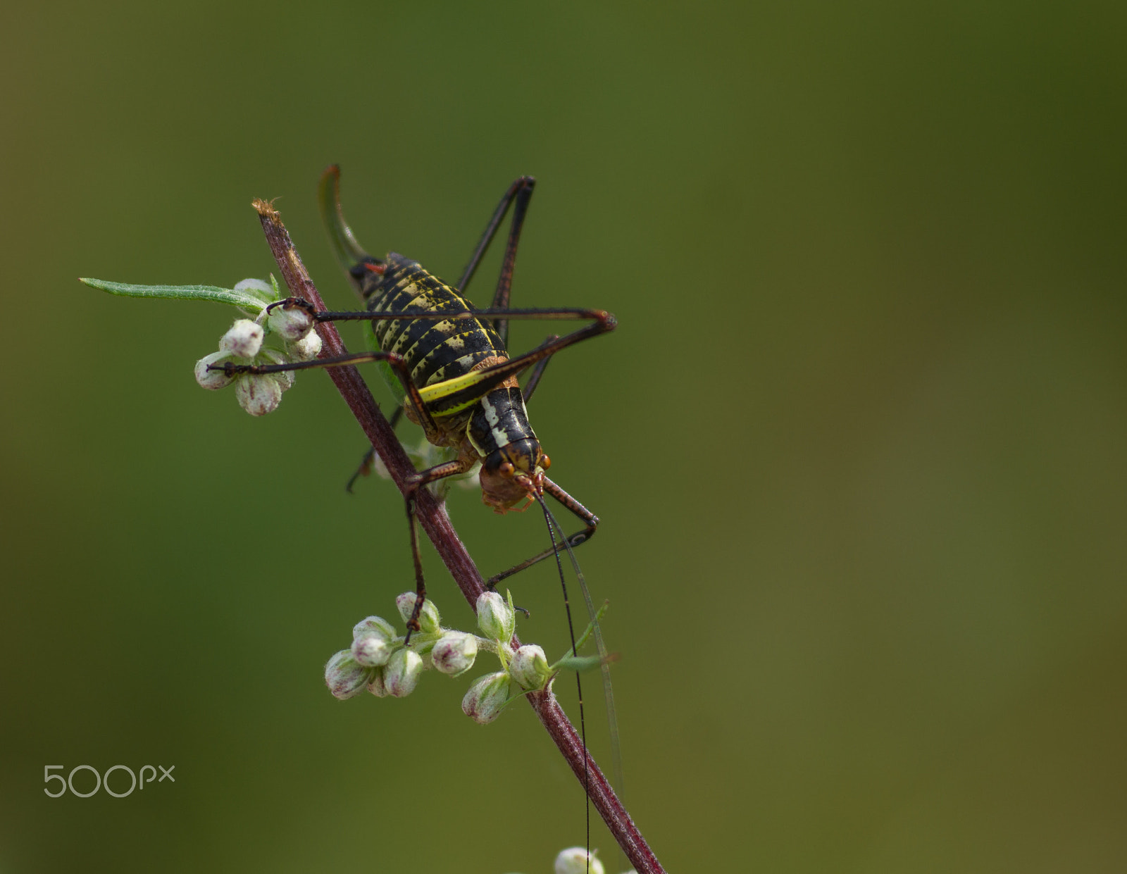 Sony Alpha DSLR-A500 + Tokina EMZ M100 AF 100mm F3.5 sample photo. Insect photography