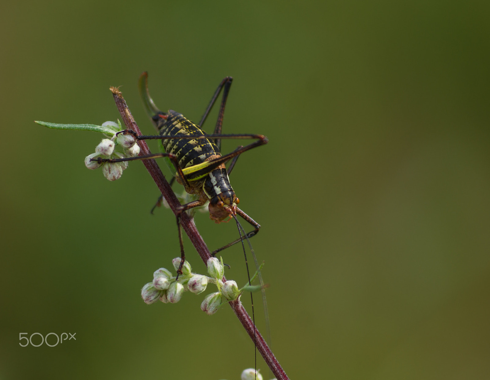 Tokina EMZ M100 AF 100mm F3.5 sample photo. Insect photography