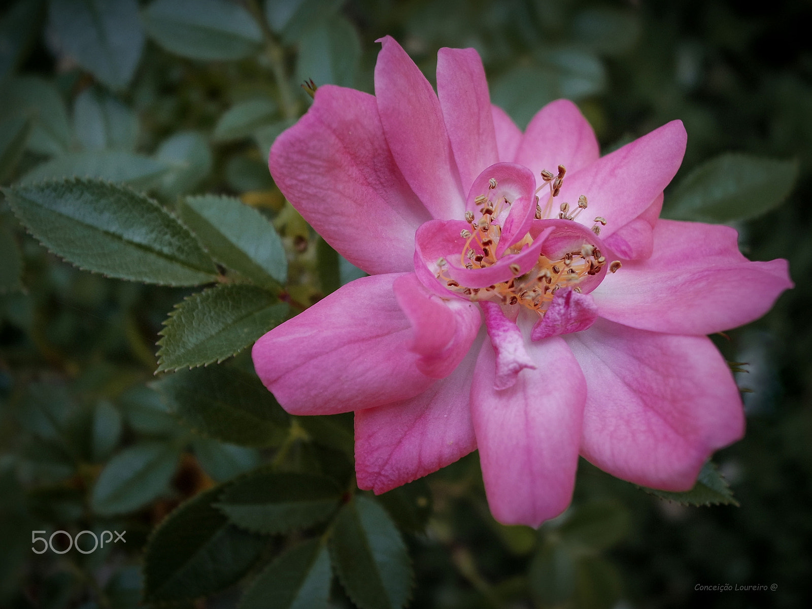 NX-M 9mm F3.5 sample photo. A rose photography