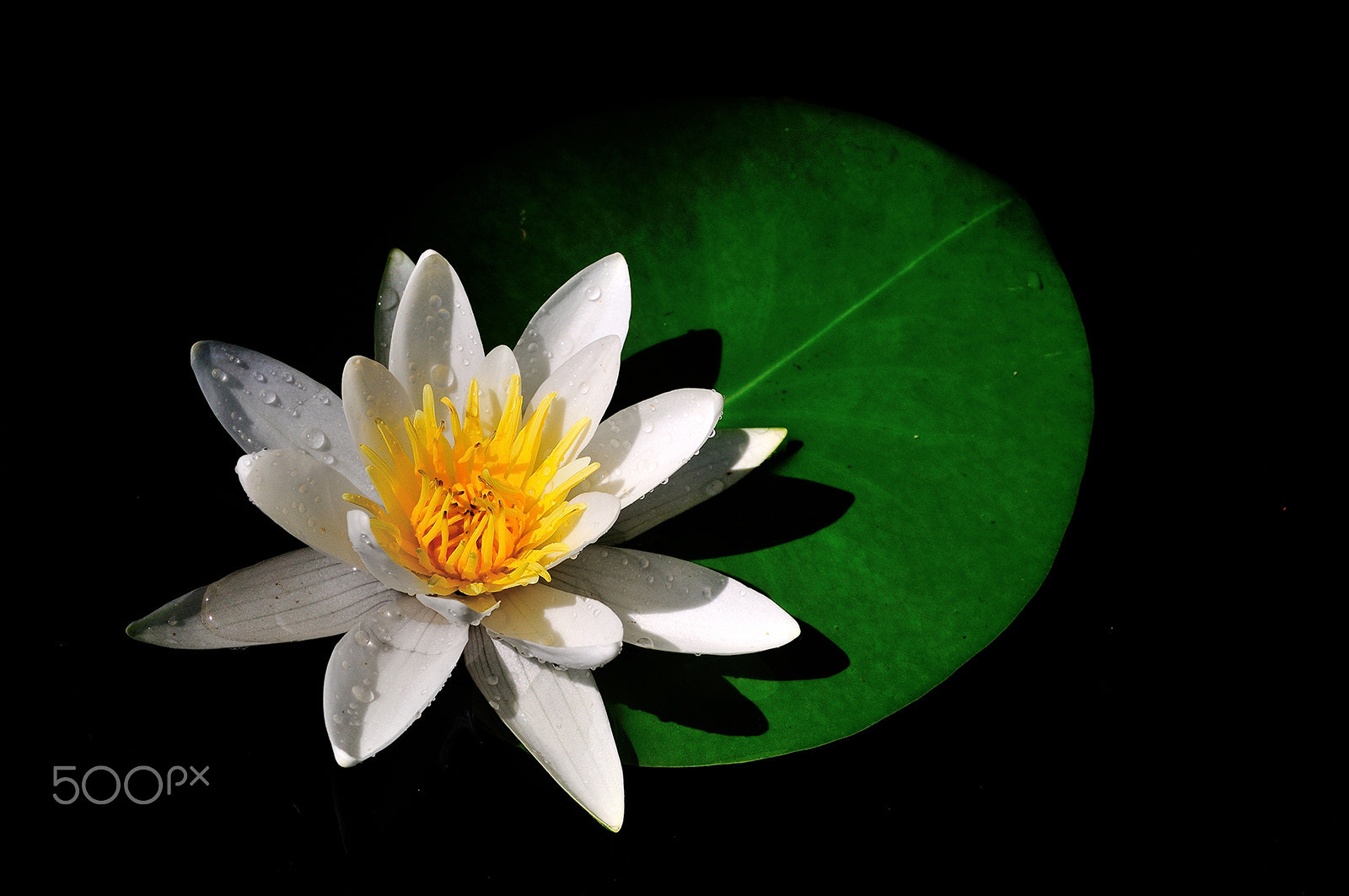 Nikon D300 sample photo. Waterlily photography