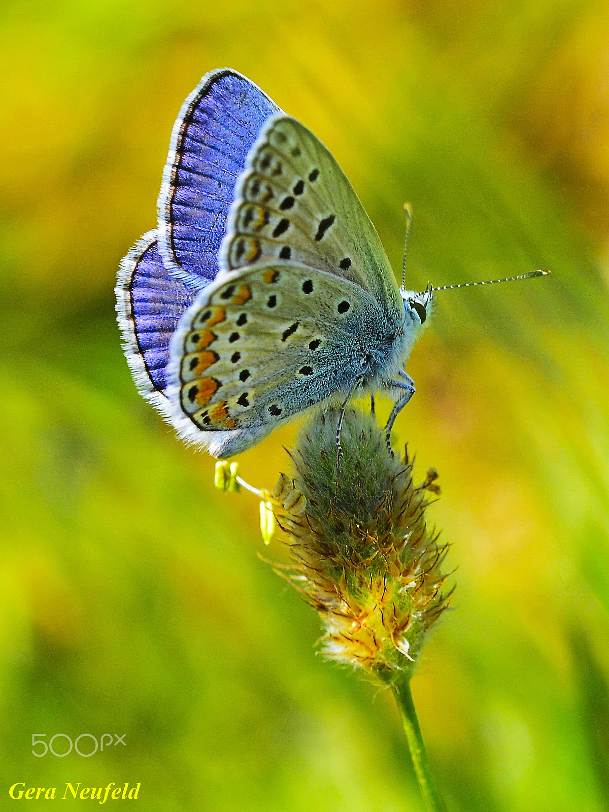 Sigma 150mm F2.8 EX DG OS Macro HSM sample photo. Butterfly photography