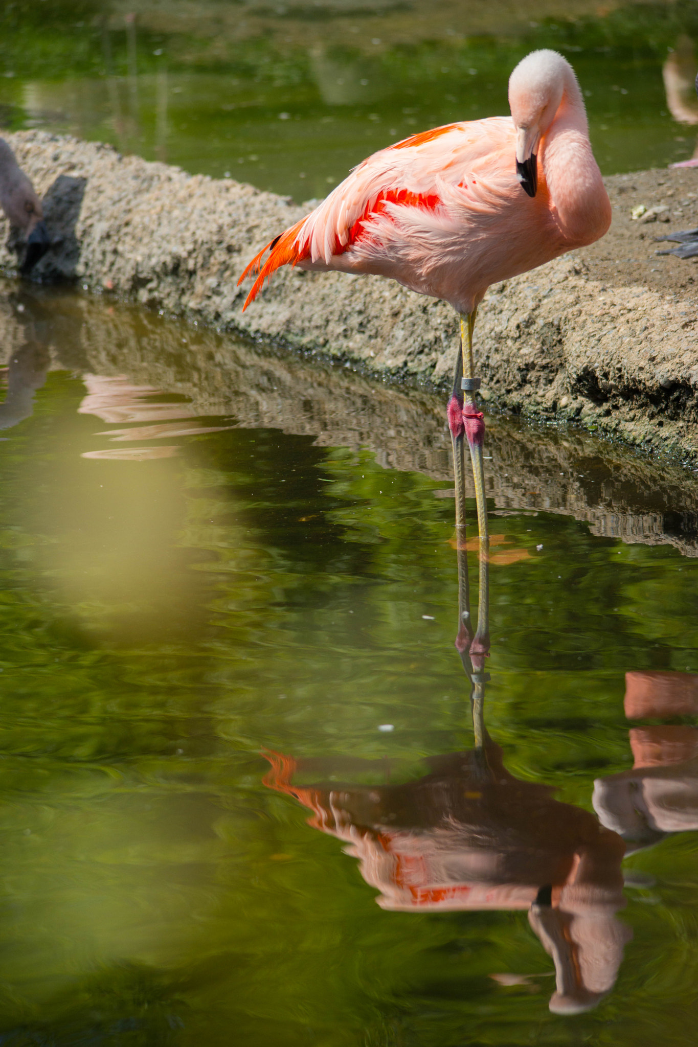 Sigma 150-500mm F5-6.3 DG OS HSM sample photo. Flamingo photography