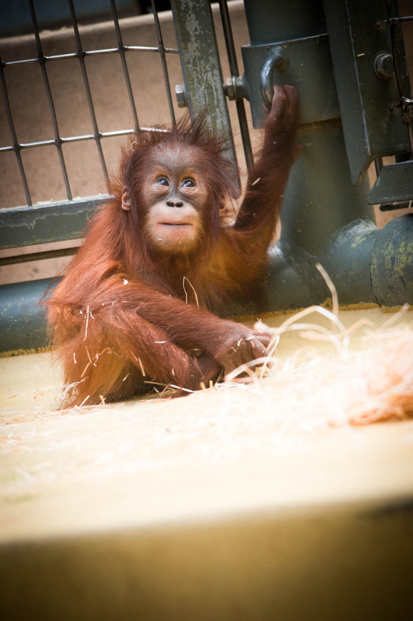 Sigma 150-500mm F5-6.3 DG OS HSM sample photo. Orang utan baby photography