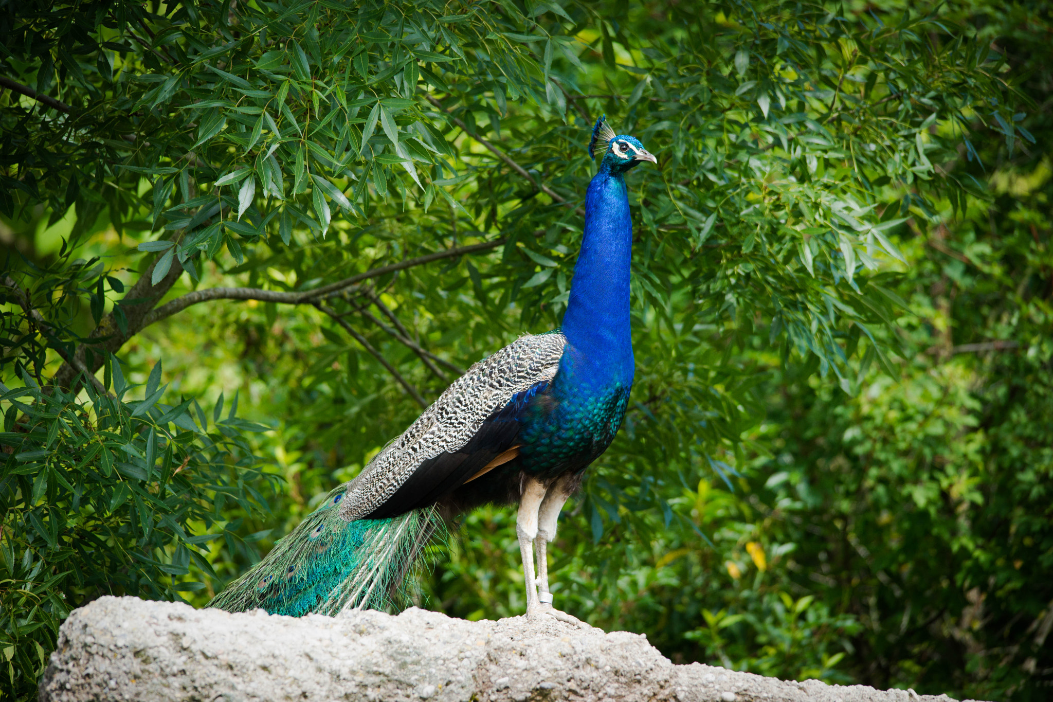 Sony a99 II sample photo. Peacock photography