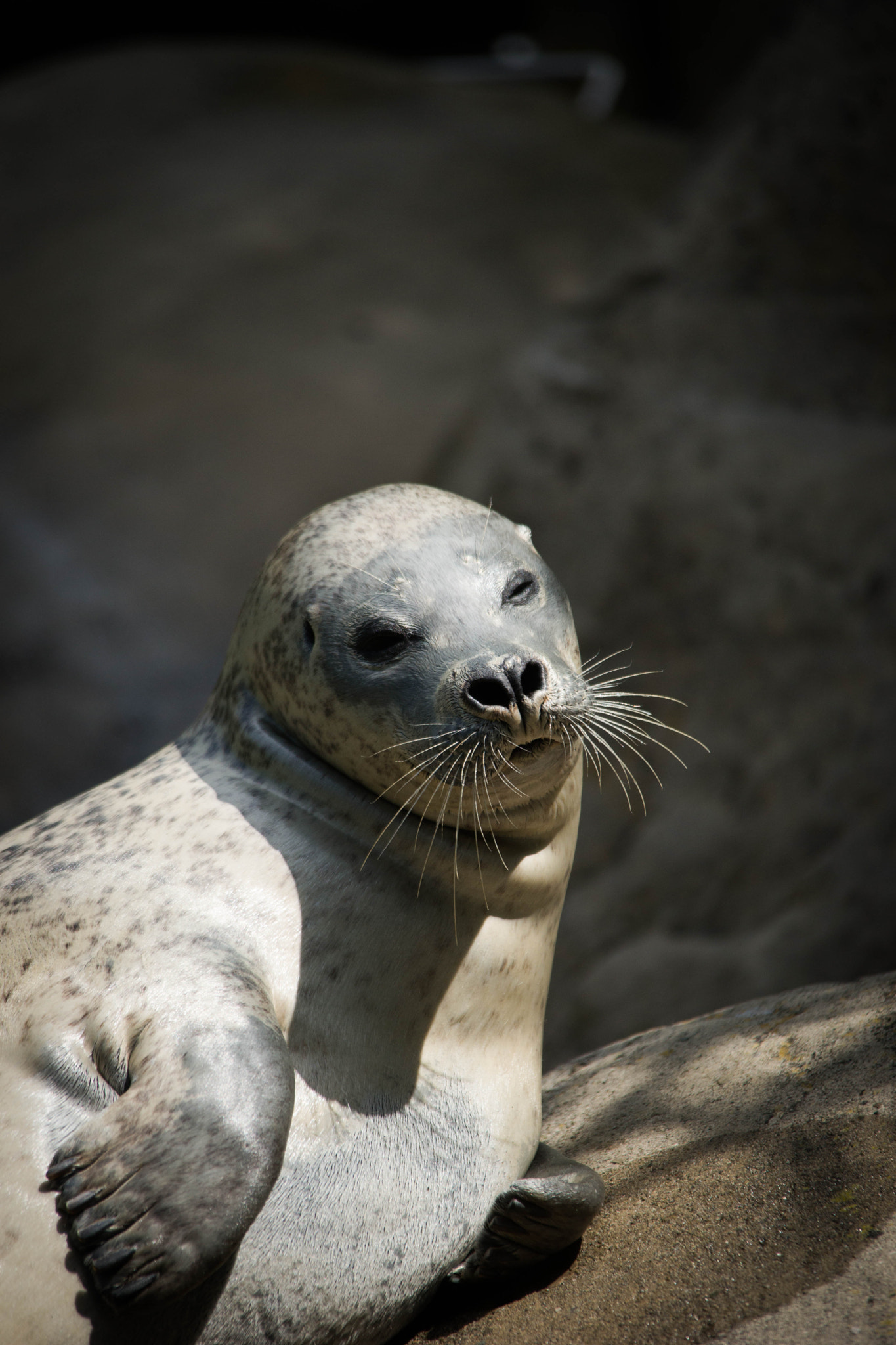 Sigma 150-500mm F5-6.3 DG OS HSM sample photo. Seal photography