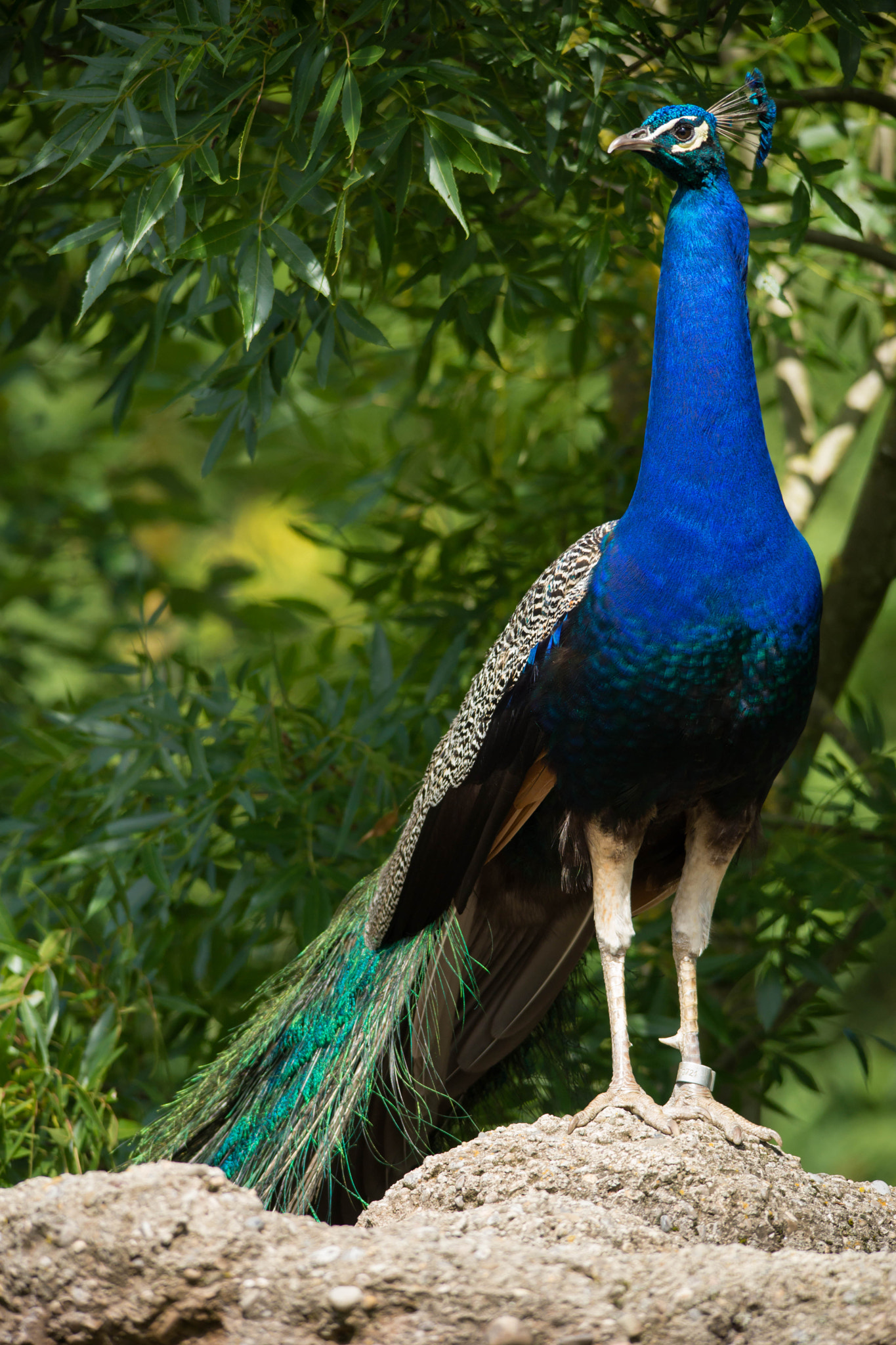 Sigma 150-500mm F5-6.3 DG OS HSM sample photo. Peacock photography