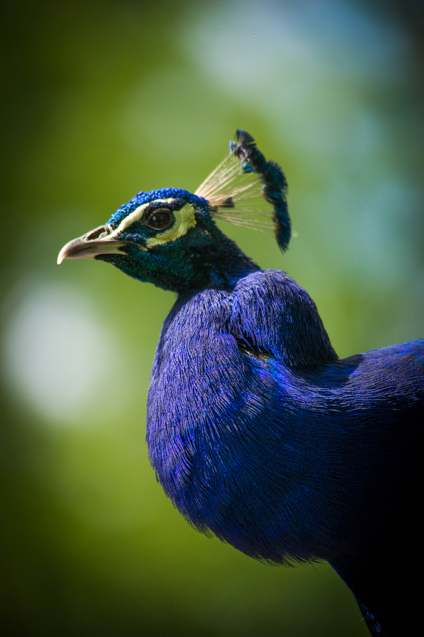 Sigma 150-500mm F5-6.3 DG OS HSM sample photo. Peacock photography
