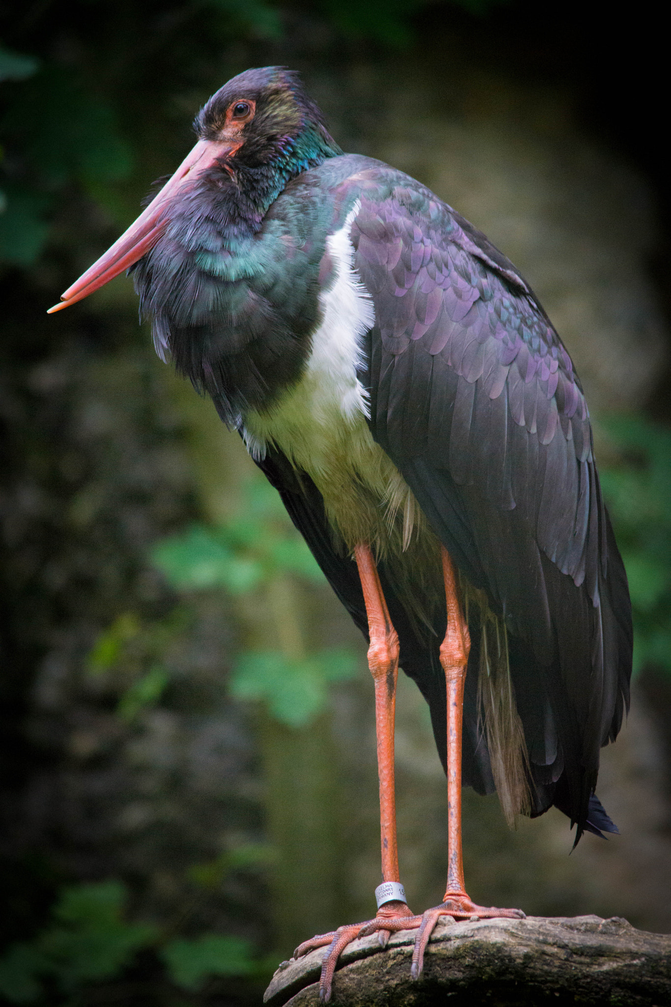 Sigma 150-500mm F5-6.3 DG OS HSM sample photo. Black stork photography