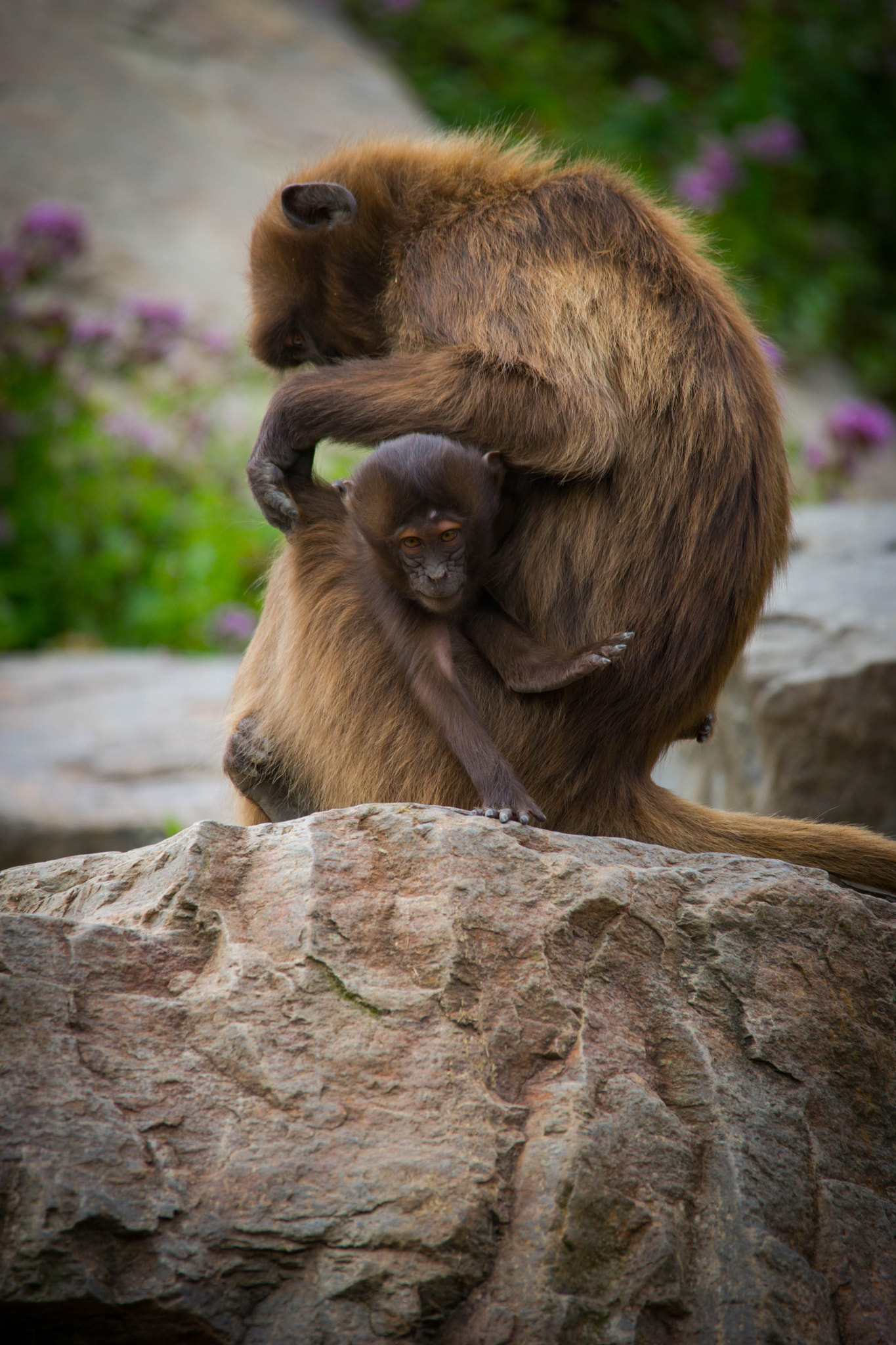 Sigma 150-500mm F5-6.3 DG OS HSM sample photo. Monkeys photography