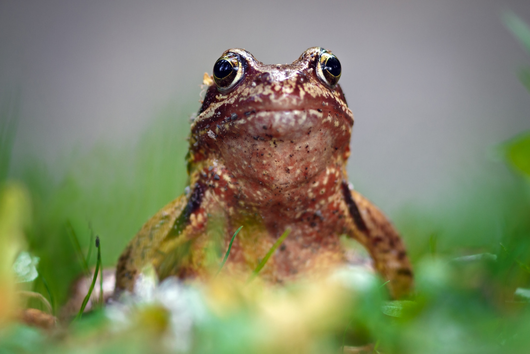 Canon EOS 70D + Canon EF 300mm F4L IS USM sample photo. Herbert photography