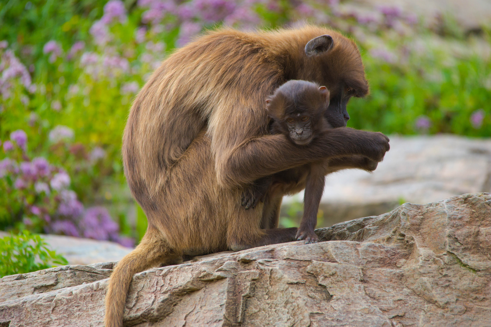 Sony a99 II sample photo. Monkeys photography