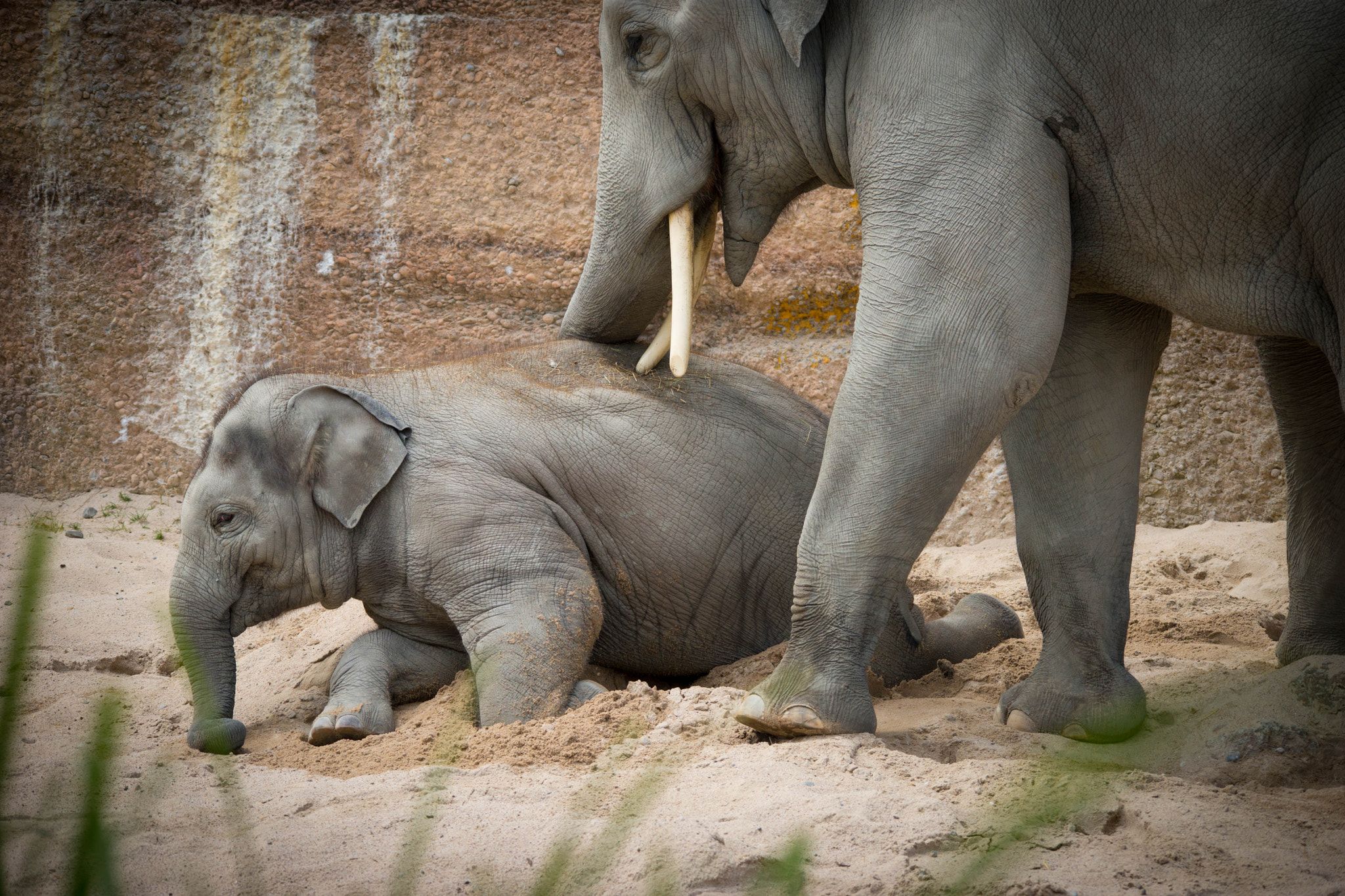 Sigma 150-500mm F5-6.3 DG OS HSM sample photo. Asian elefants photography