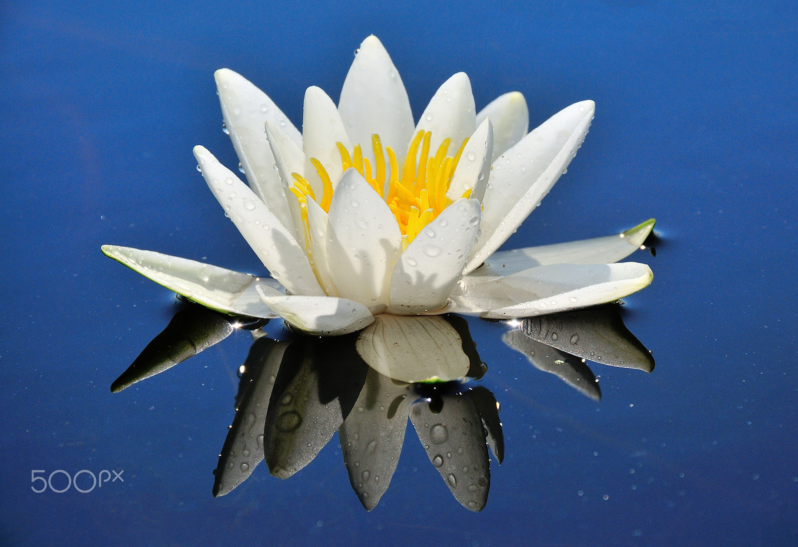 Nikon D300 sample photo. Waterlilly photography