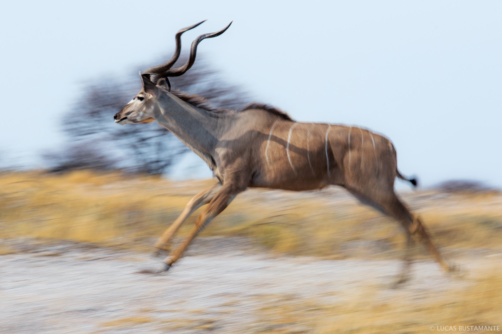 Canon EF 100-400mm F4.5-5.6L IS USM sample photo. Greater kudu photography