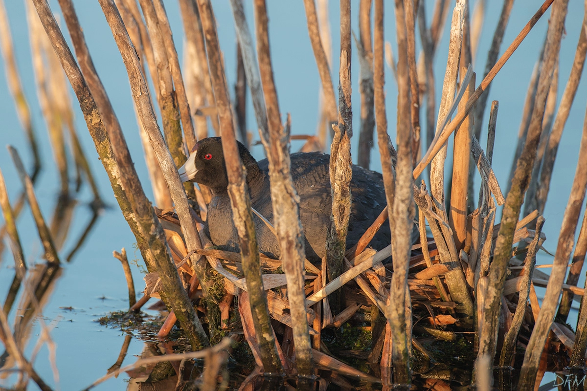 Nikon AF-S Nikkor 500mm F4D ED-IF II sample photo. American coot photography
