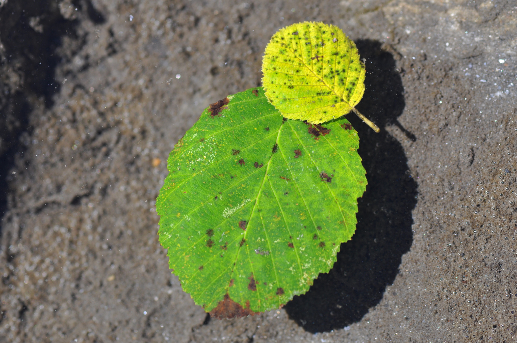Sigma 105mm F2.8 EX DG Macro sample photo. Leaves photography