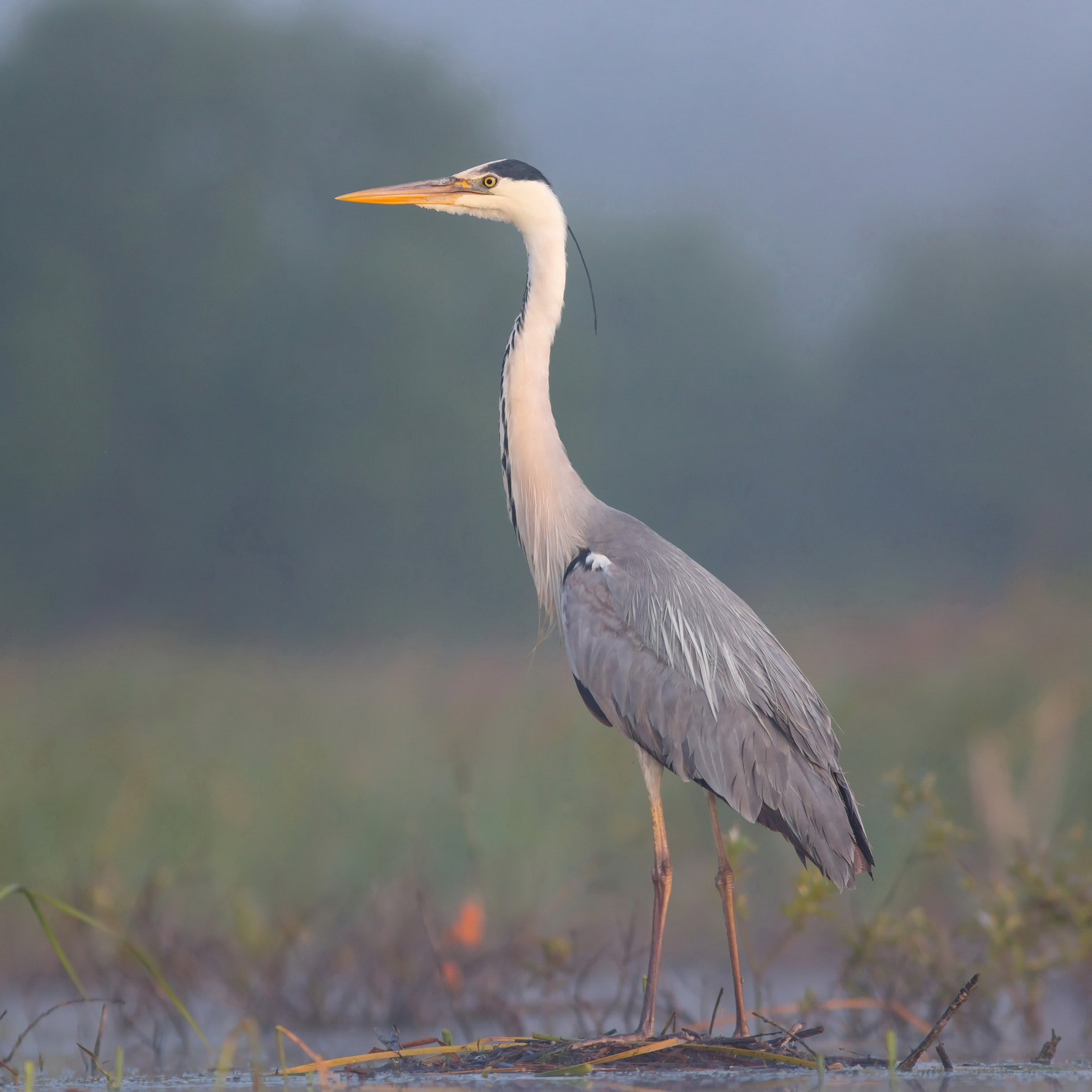 Canon EF 300mm F4L IS USM sample photo. Heron photography