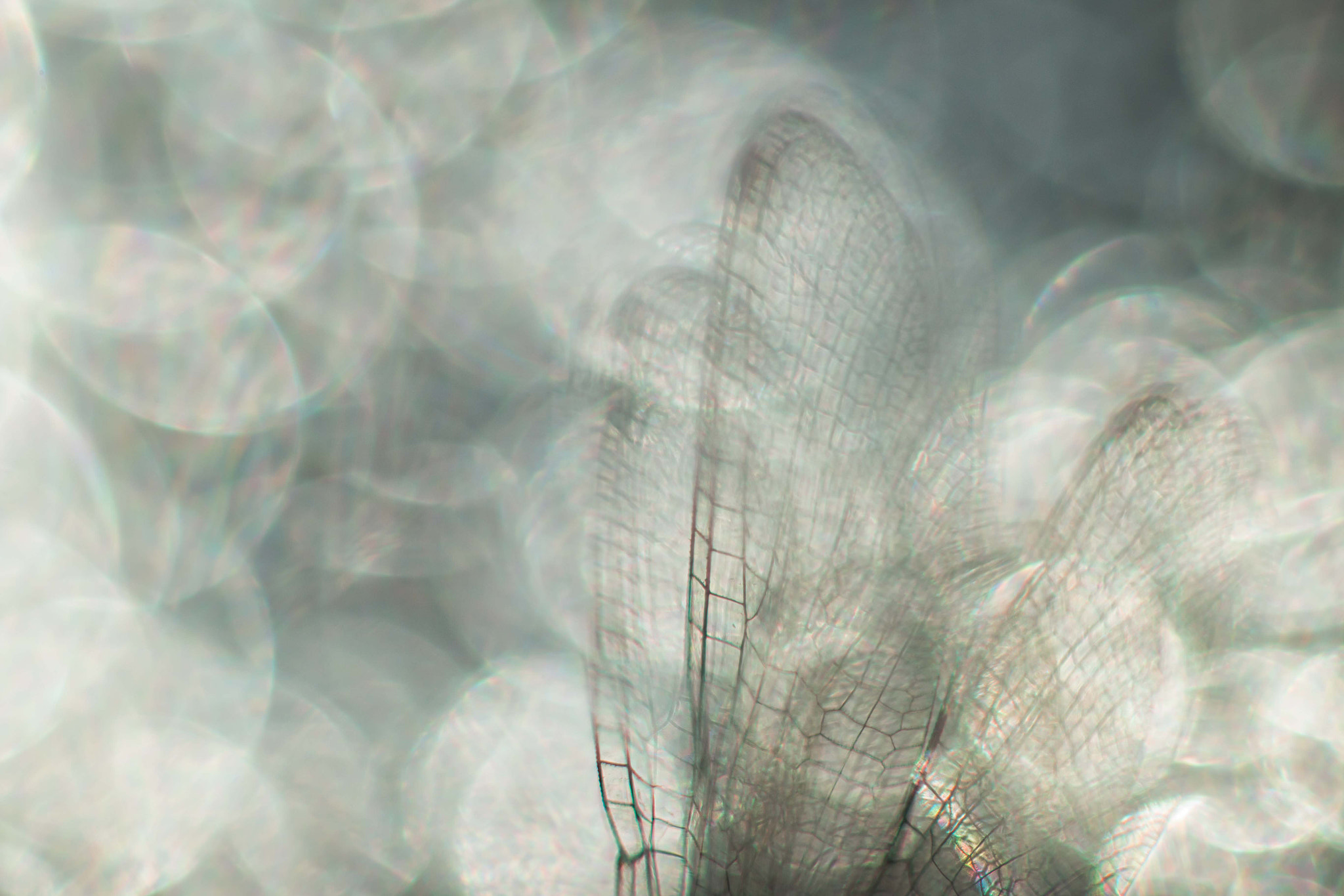 Canon EOS 70D + Canon EF 50mm F1.8 II sample photo. Angelic photography
