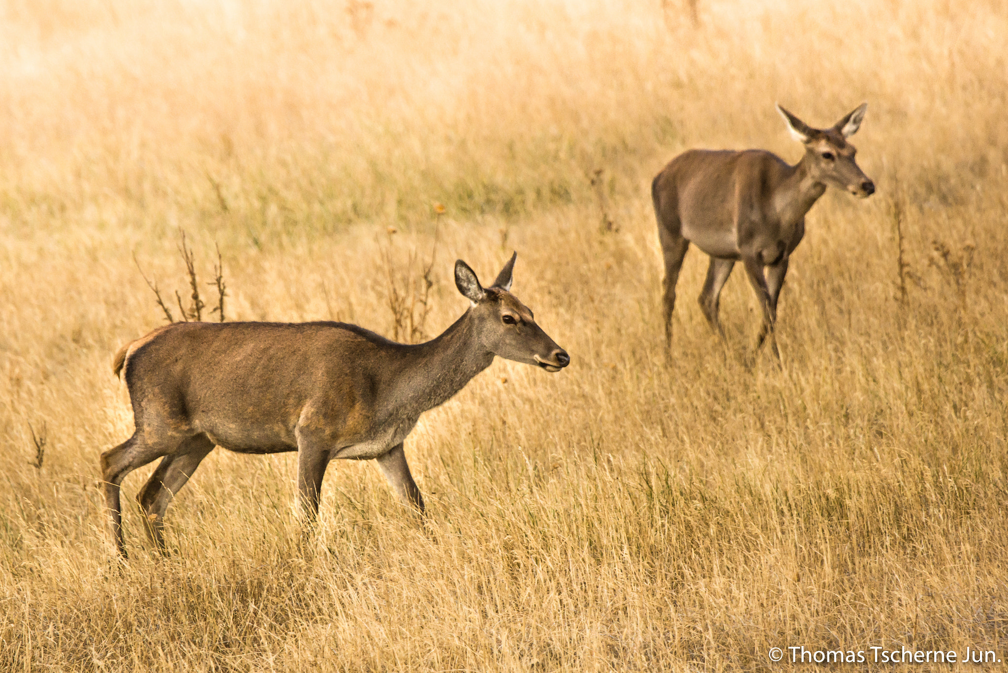 Sony SLT-A77 + Sony 70-400mm F4-5.6 G SSM sample photo. -the walk- photography