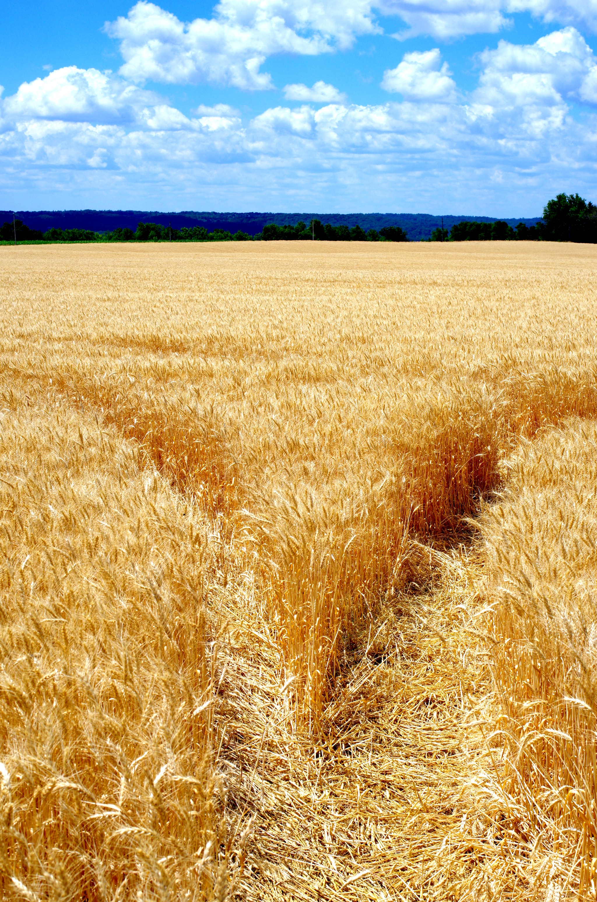 Pentax K-5 + Pentax smc DA 40mm F2.8 Limited sample photo. Wheat is ready photography