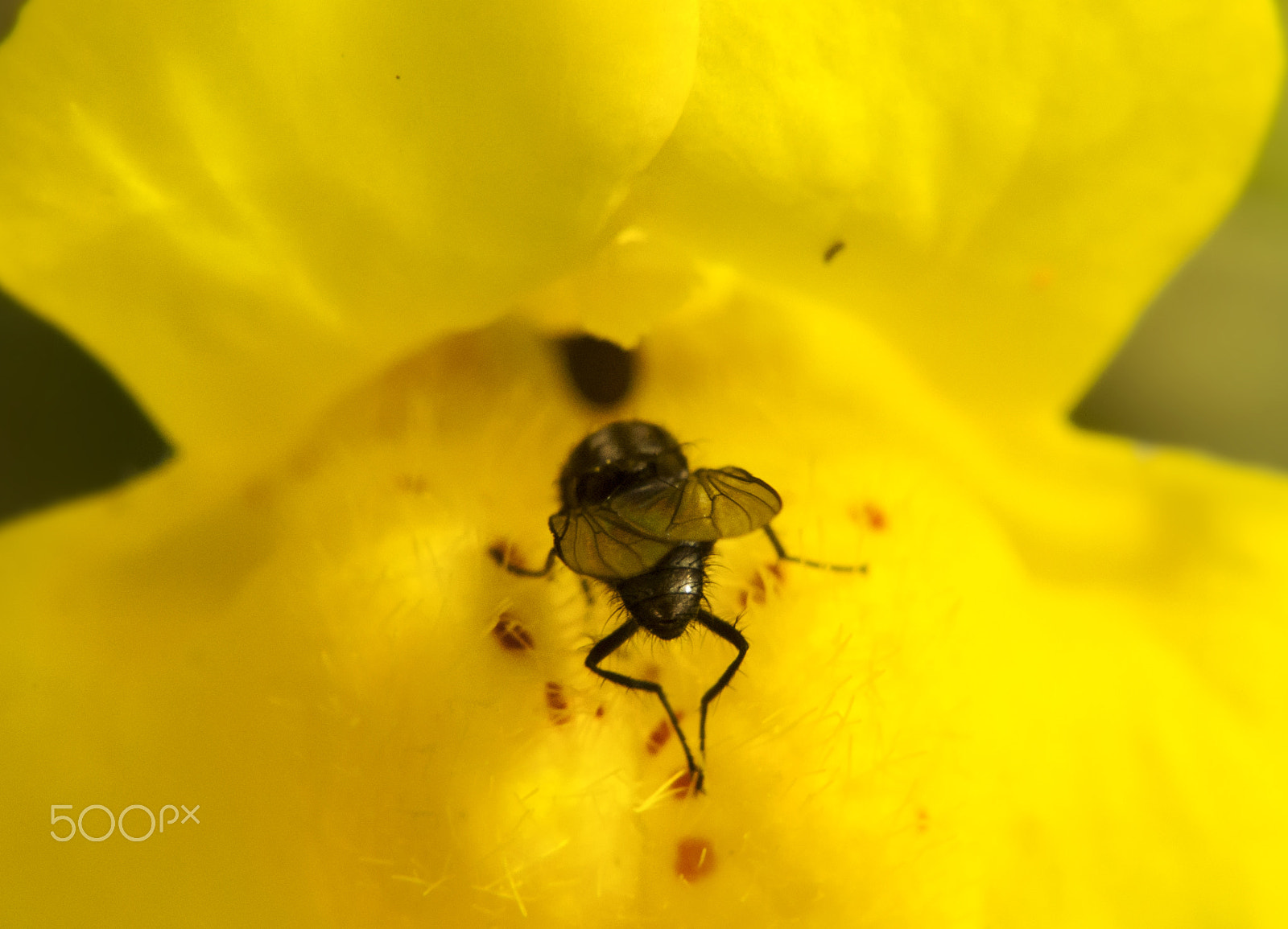 Nikon AF-S DX Micro Nikkor 40mm F2.8 sample photo. Into the void photography