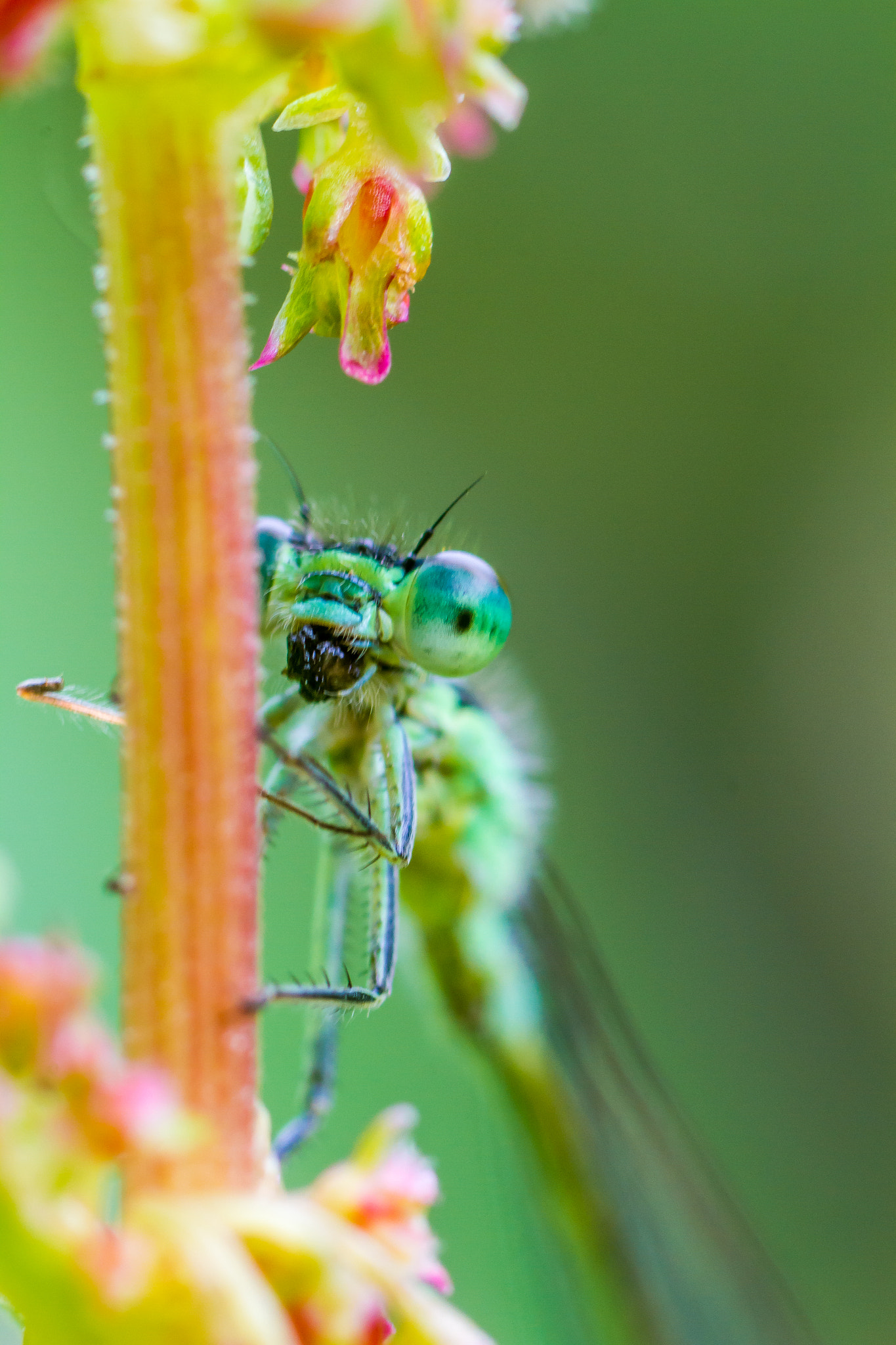 Canon EOS 7D + Canon EF 100mm F2.8 Macro USM sample photo. Damsel portrait photography