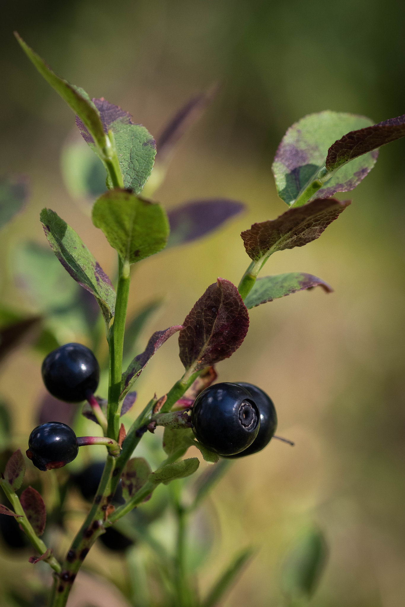 Sigma 105mm F2.8 EX DG OS HSM sample photo. European blueberry photography