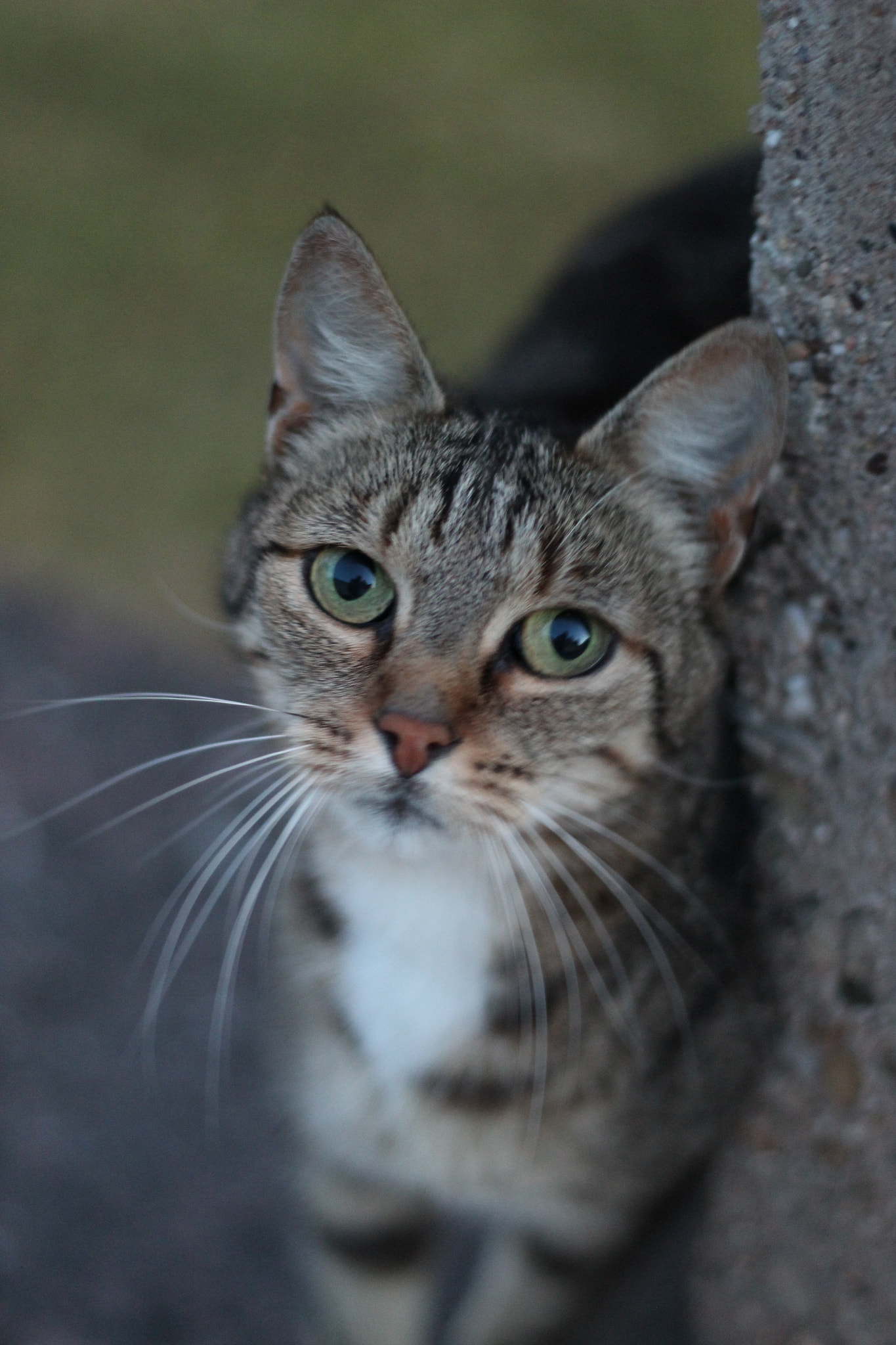 Canon EOS 1200D (EOS Rebel T5 / EOS Kiss X70 / EOS Hi) + Canon EF 50mm F1.8 II sample photo. Miaou! photography