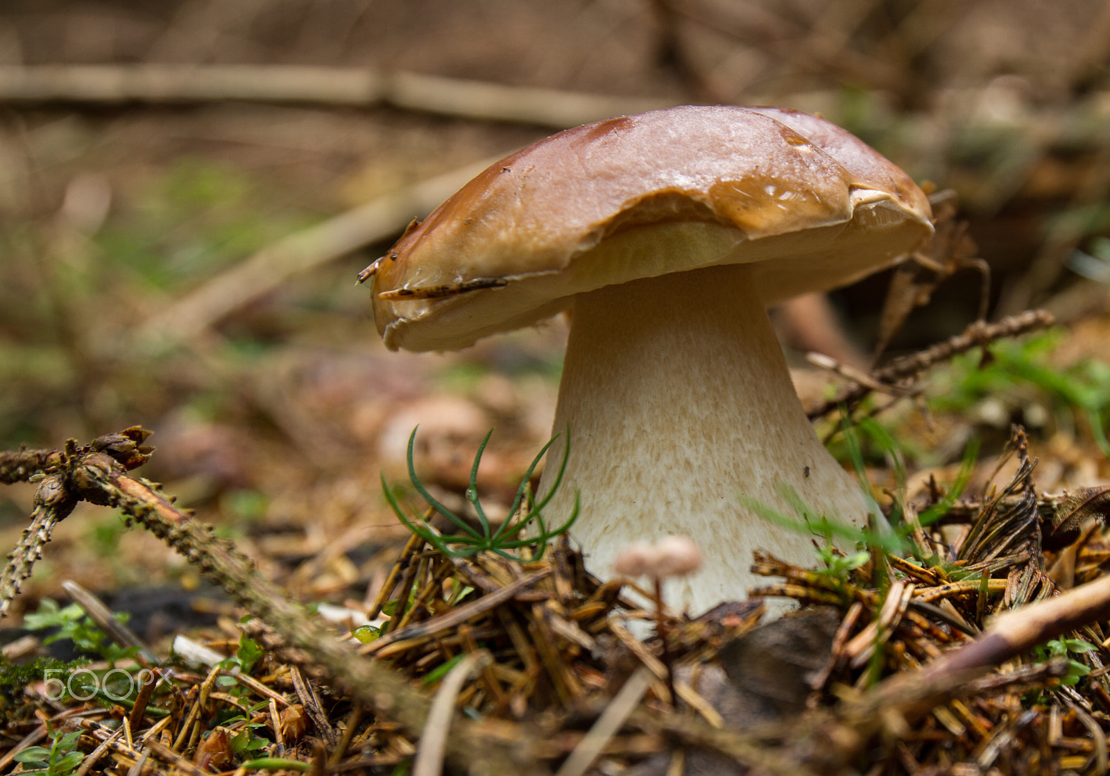 Canon EOS 7D + Canon EF 16-35mm F4L IS USM sample photo. Boletus reticulatus photography