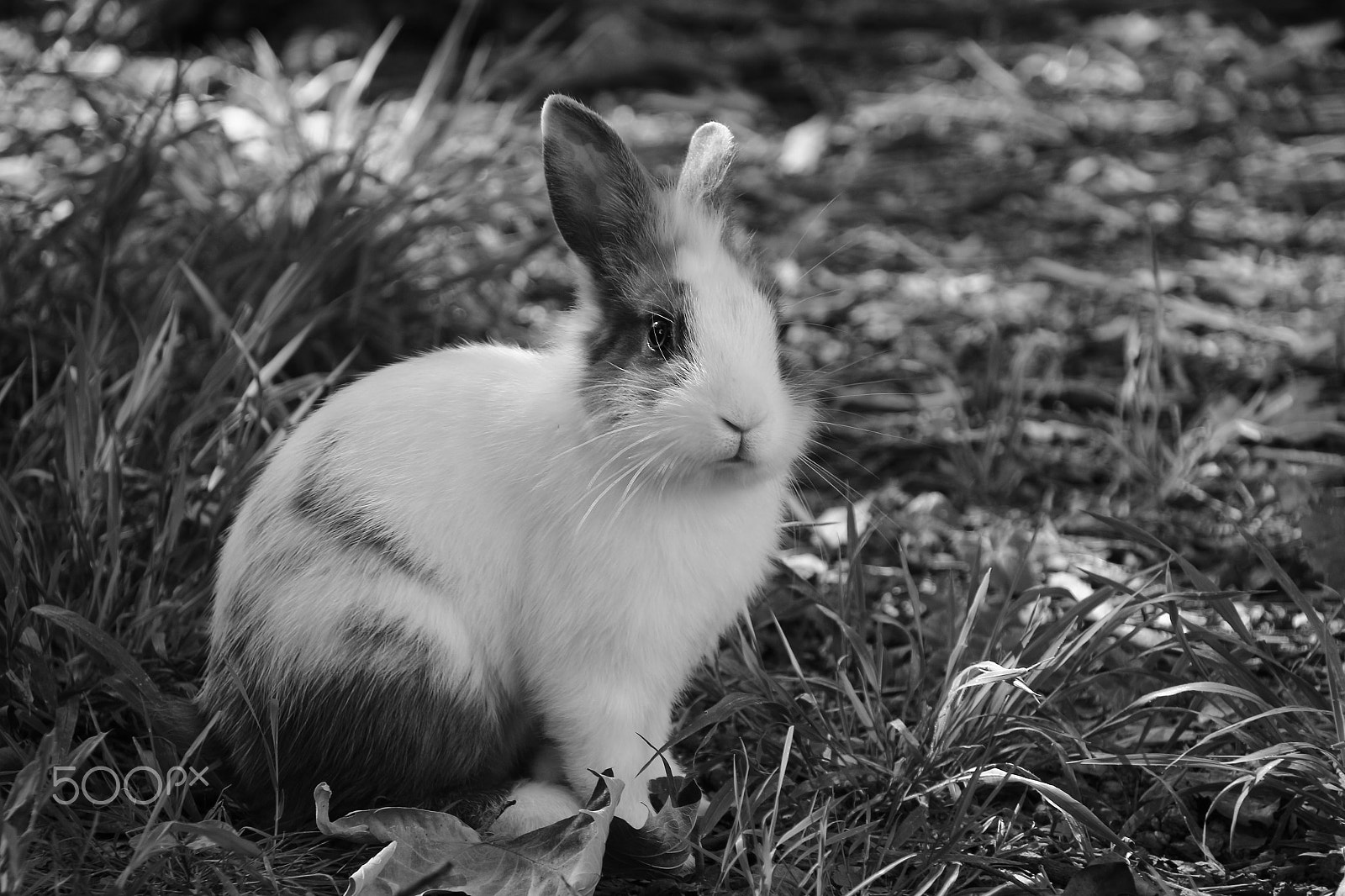 Canon EOS 100D (EOS Rebel SL1 / EOS Kiss X7) sample photo. Bunny photography