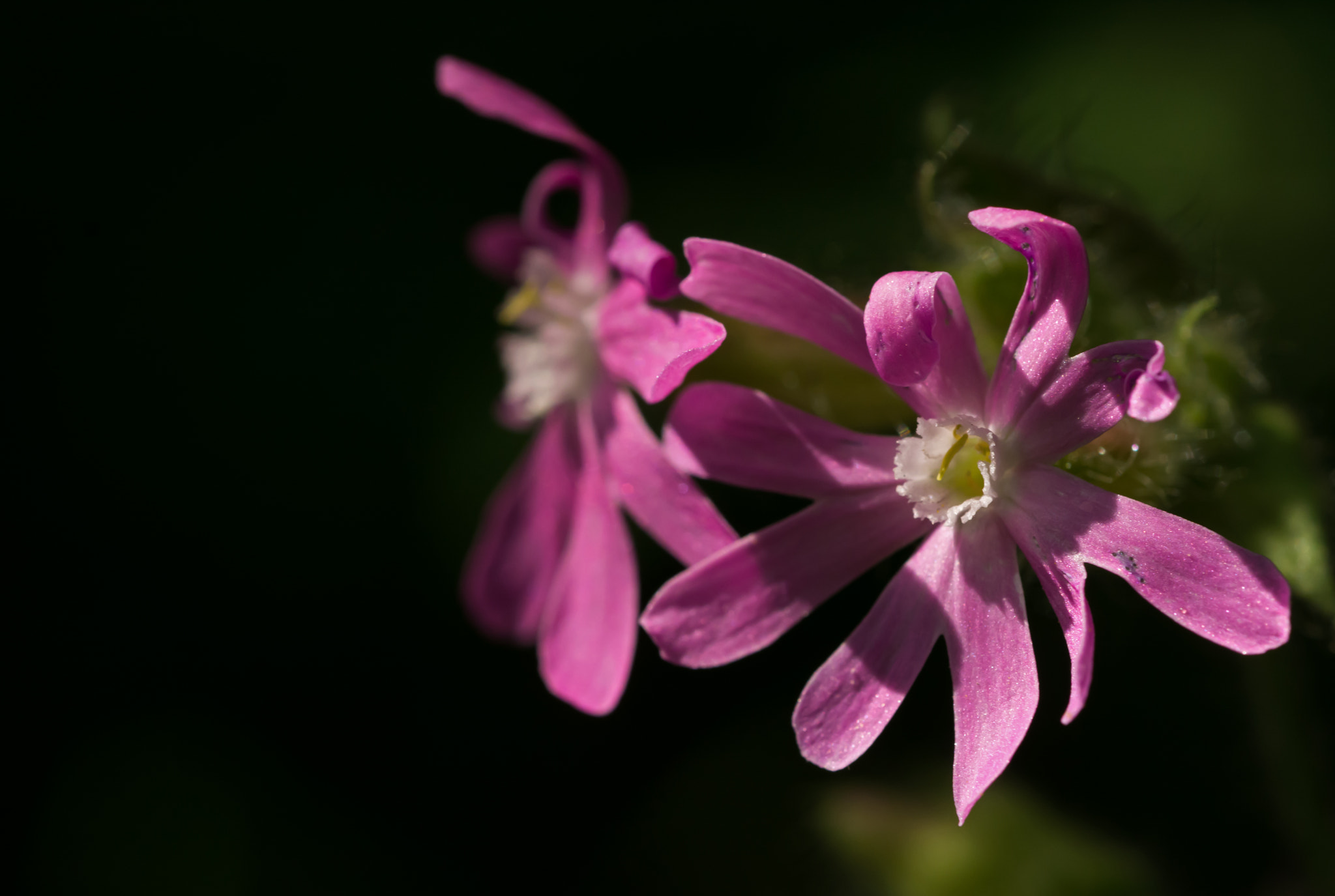 Nikon D7100 + AF Micro-Nikkor 60mm f/2.8 sample photo. Look to the lady. photography