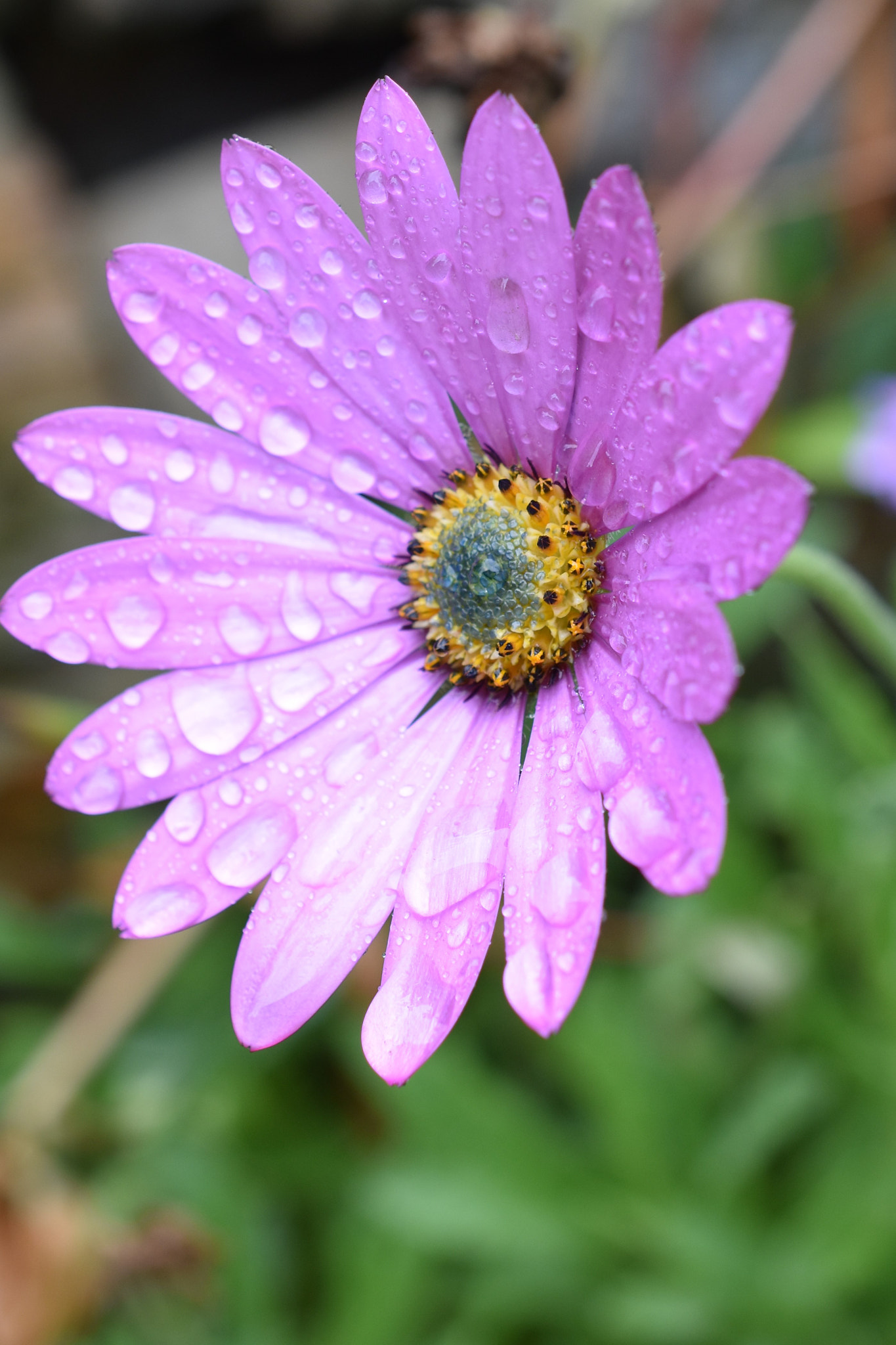 Nikon AF-S DX Micro Nikkor 40mm F2.8 sample photo. Osteospermum.  african daisy. photography