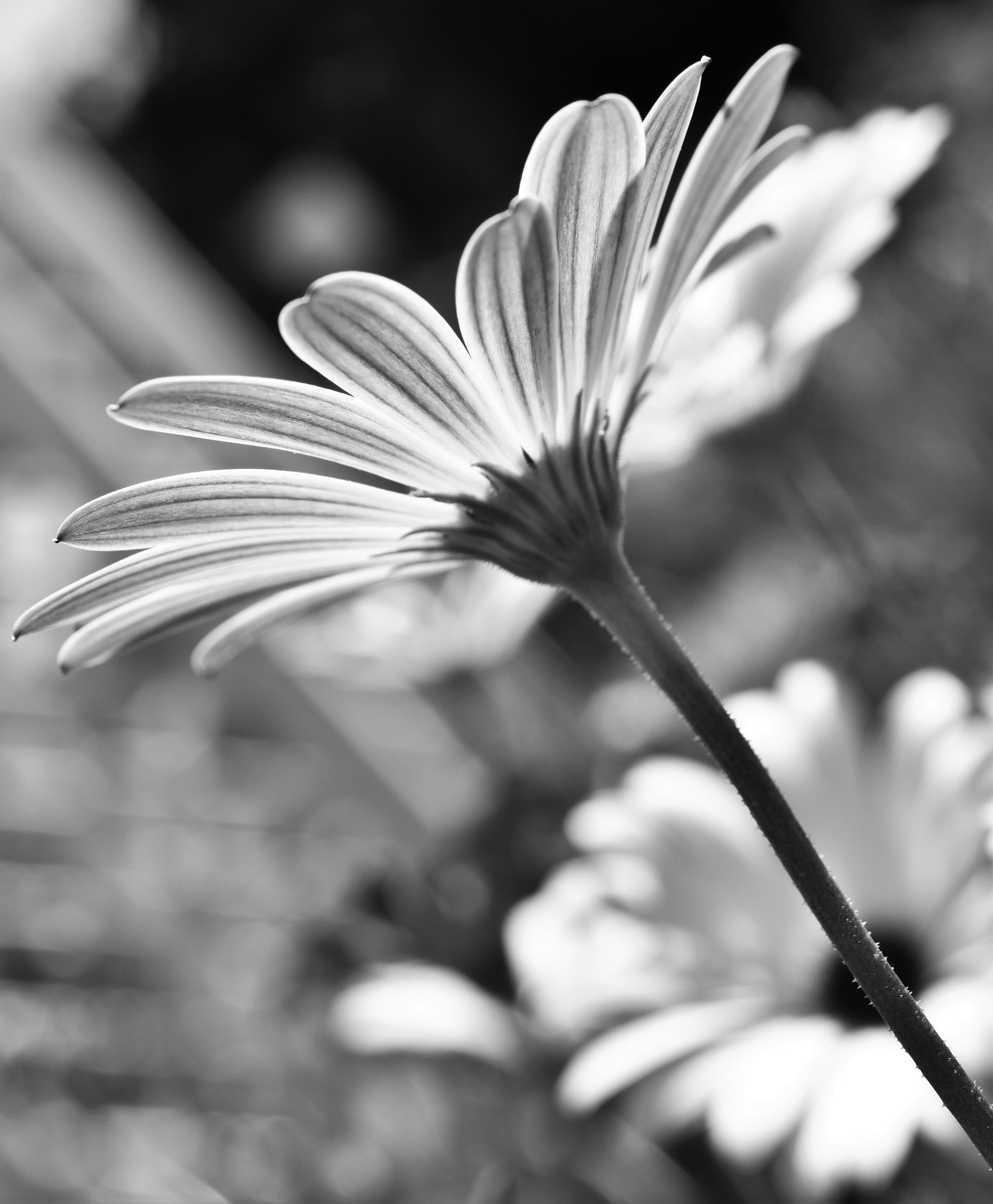 Nikon AF-S DX Micro Nikkor 40mm F2.8 sample photo. Osteospermum. african daisy. photography
