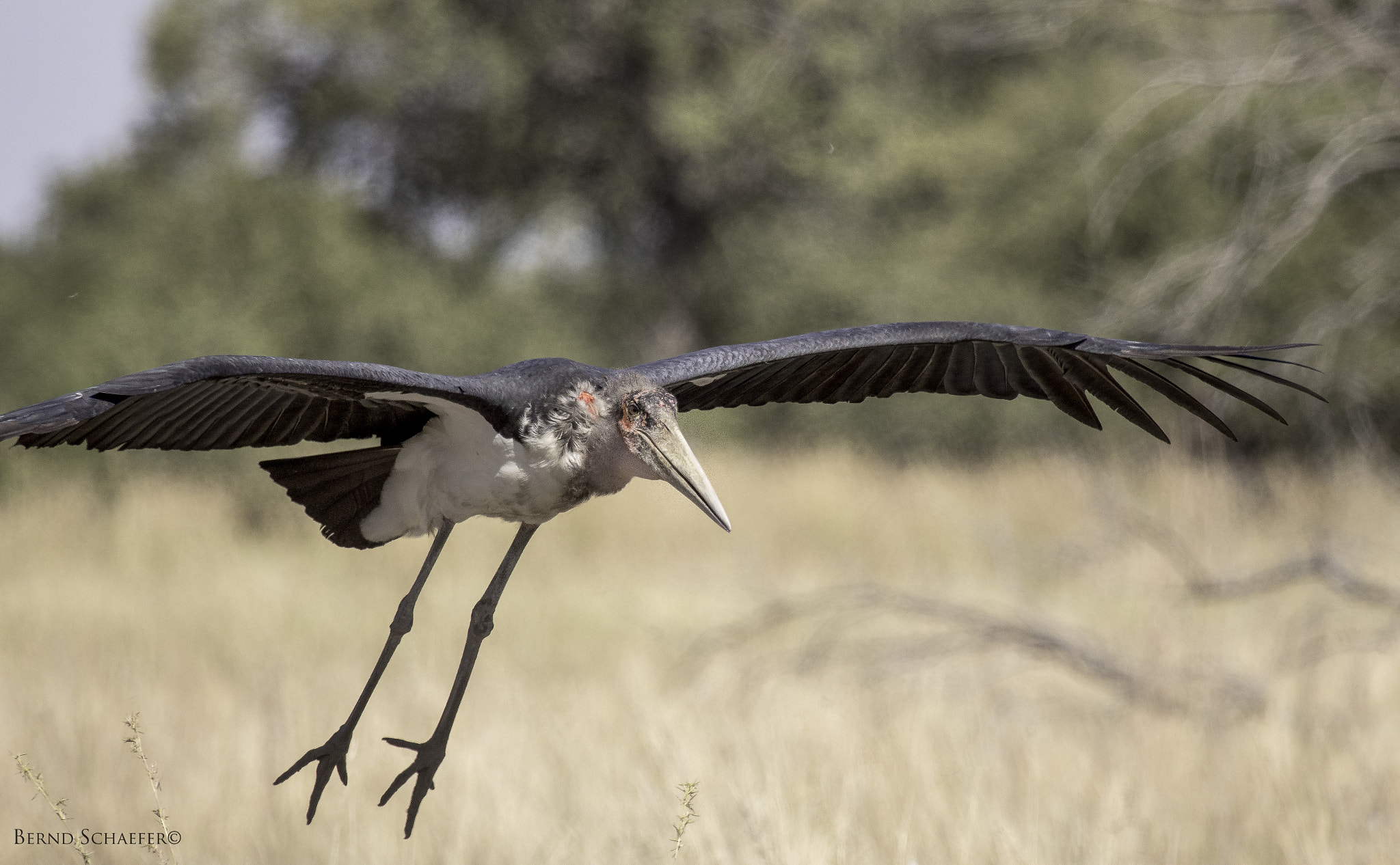 Canon EF 100-400mm F4.5-5.6L IS USM sample photo. Marabou photography