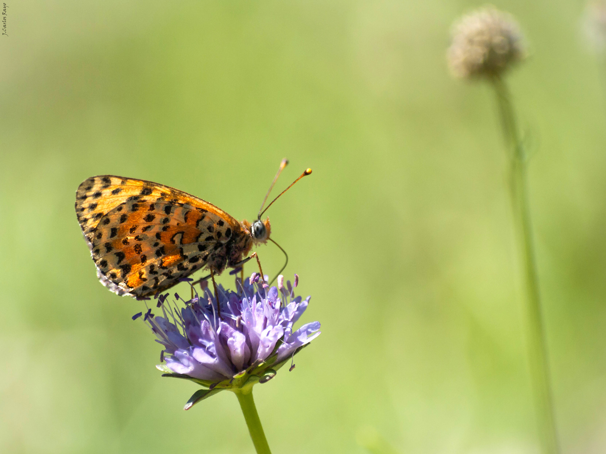 Olympus Zuiko Digital ED 70-300mm F4.0-5.6 sample photo. “tendré que soportar dos o tres orugas si quiero conocer a las mariposas”  antoine de saint- exupéry photography