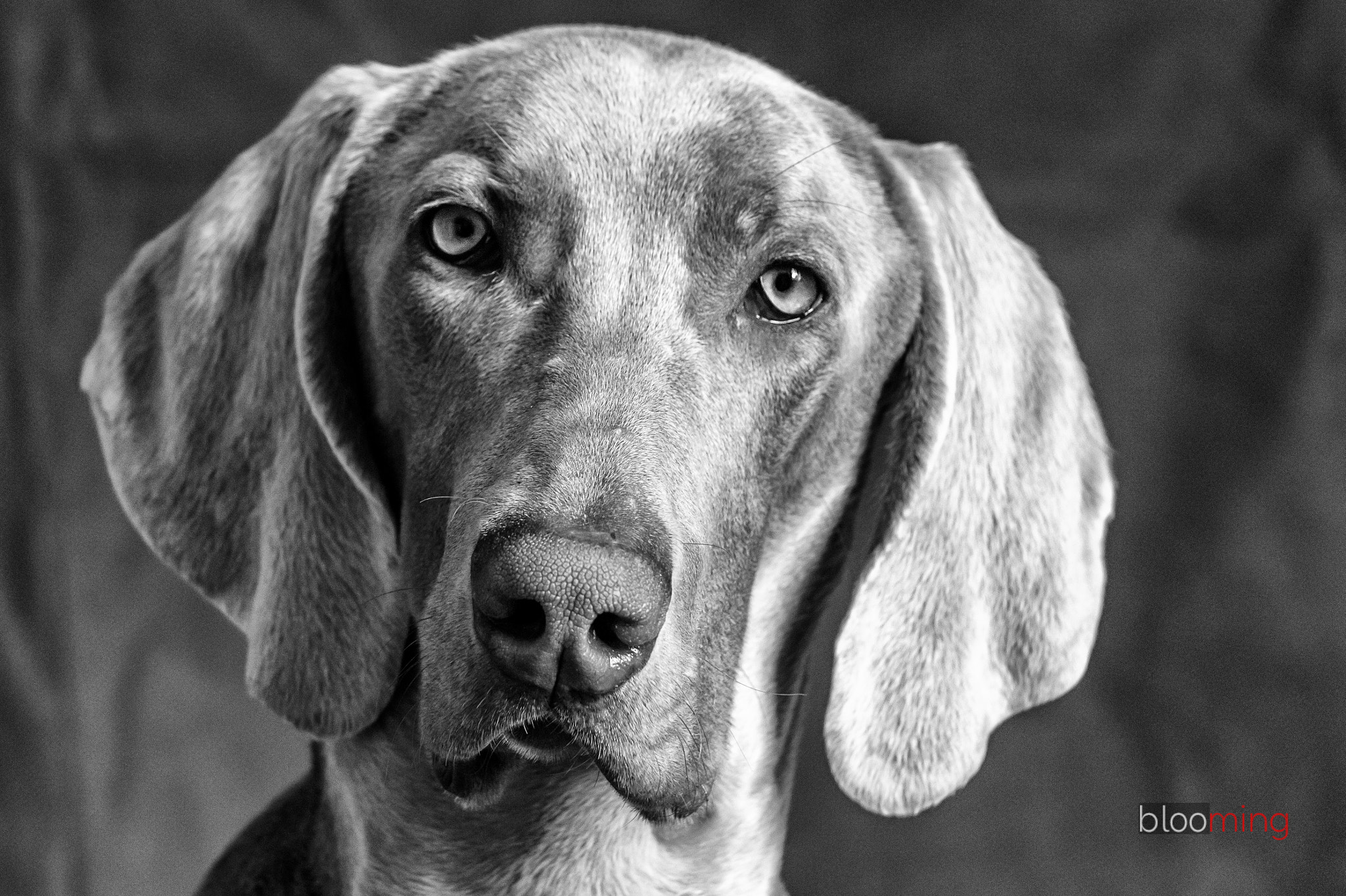 Sigma 50-200mm F4-5.6 DC OS HSM sample photo. Vasco, my weimaraner photography