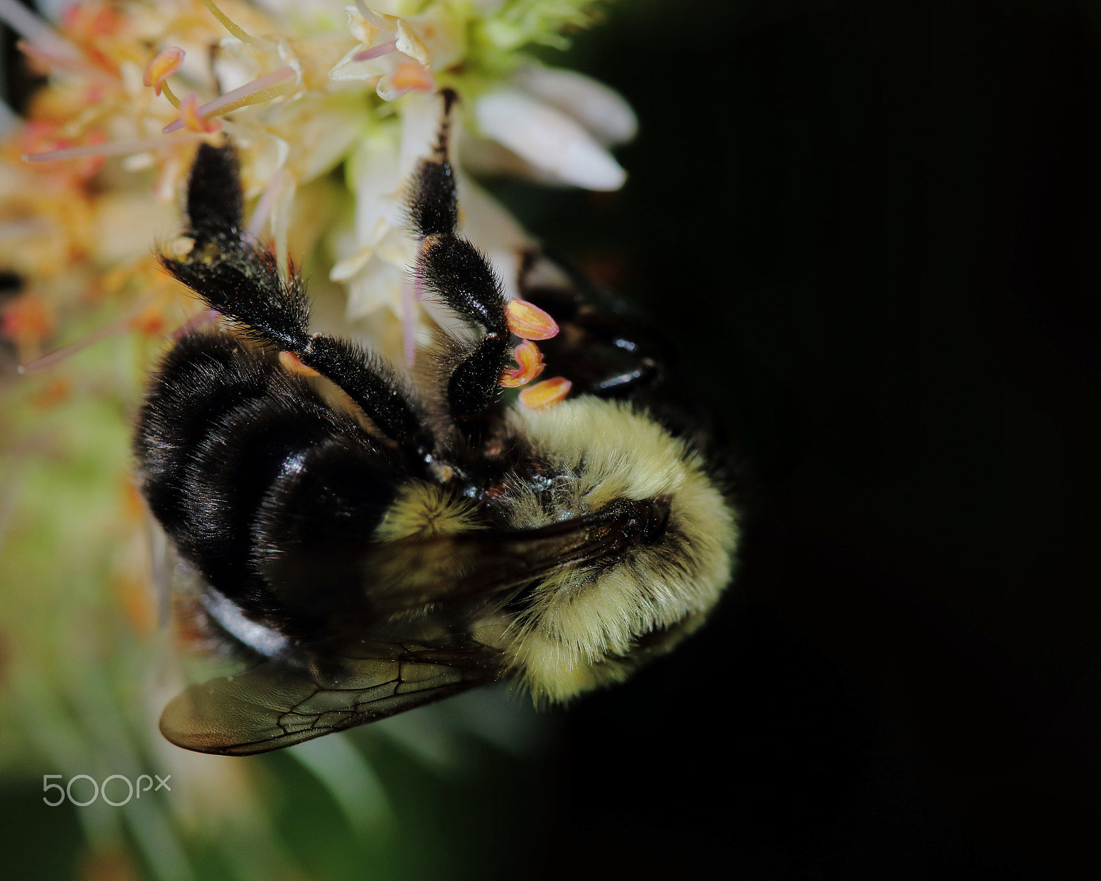 Canon EOS 760D (EOS Rebel T6s / EOS 8000D) sample photo. Bee 2016 - 3 photography