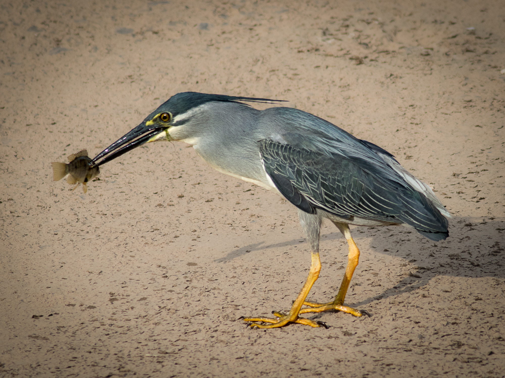 Canon EF 400mm F5.6L USM sample photo. Striated heron @ ulu pandan photography