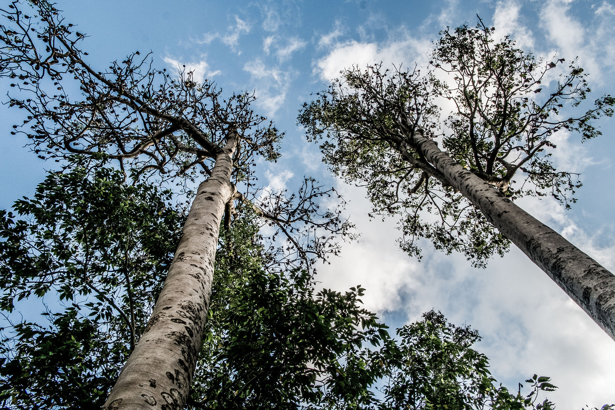 Fujifilm XC 16-50mm F3.5-5.6 OIS sample photo. Royal botanical gardens, peradeniya photography
