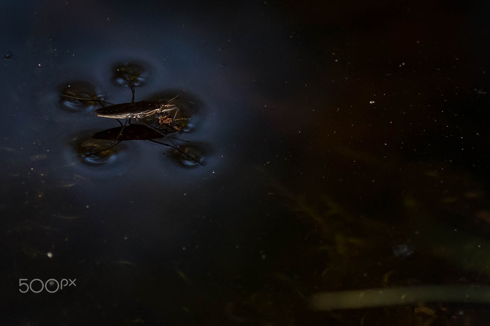 Sigma 105mm F2.8 EX DG OS HSM sample photo. Water striders can walk on water photography