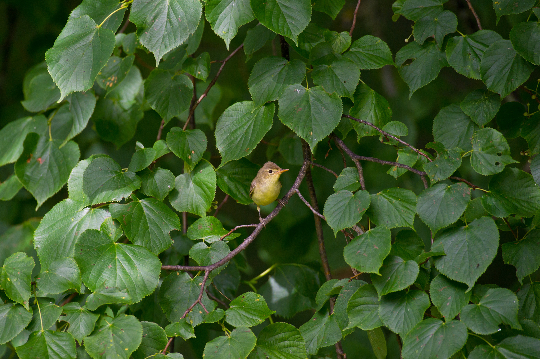 AF-S Nikkor 300mm f/2.8D IF-ED II sample photo. Here is wery safe :) photography