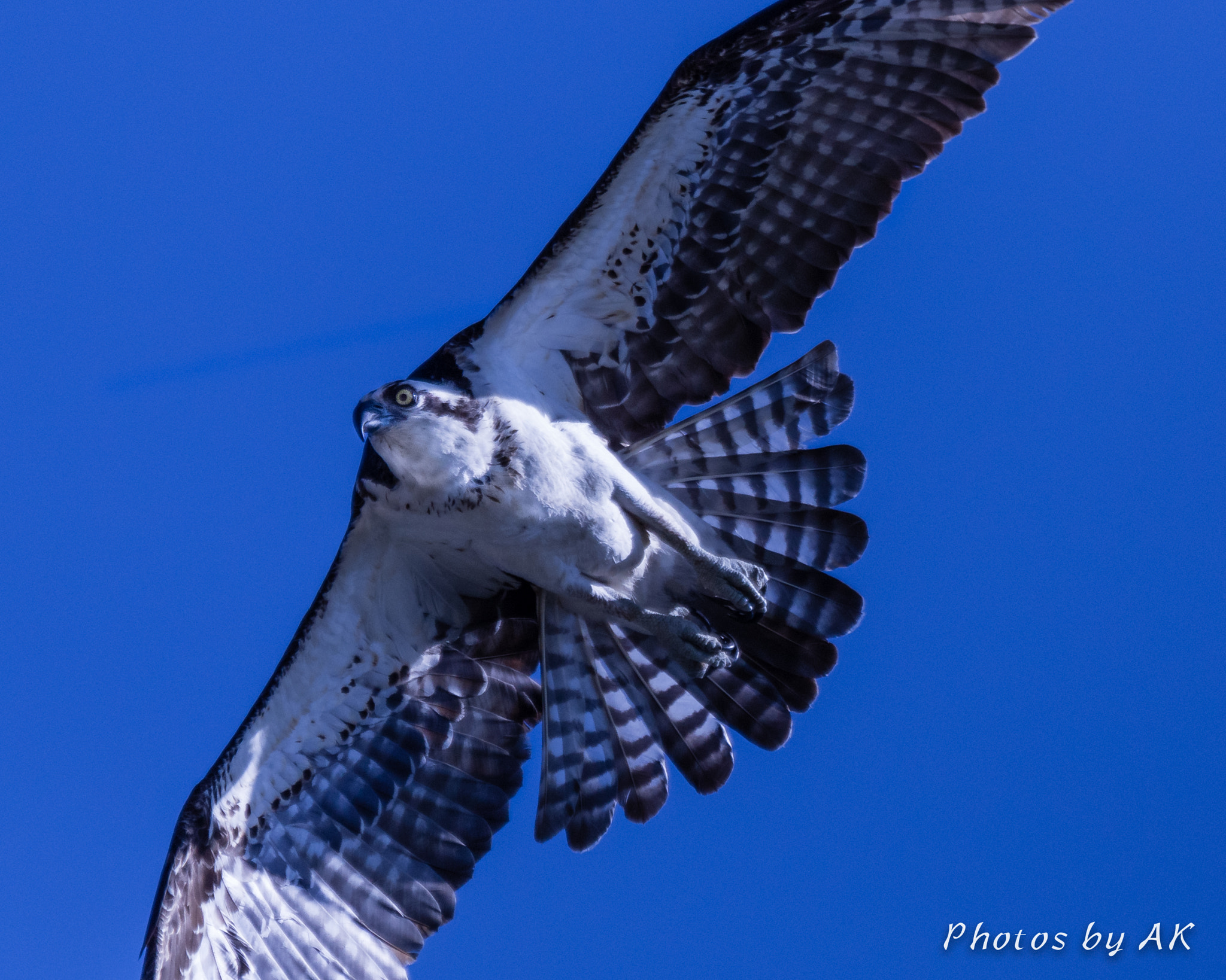 Canon EF 100-400mm F4.5-5.6L IS USM sample photo. Osprey in flight photography