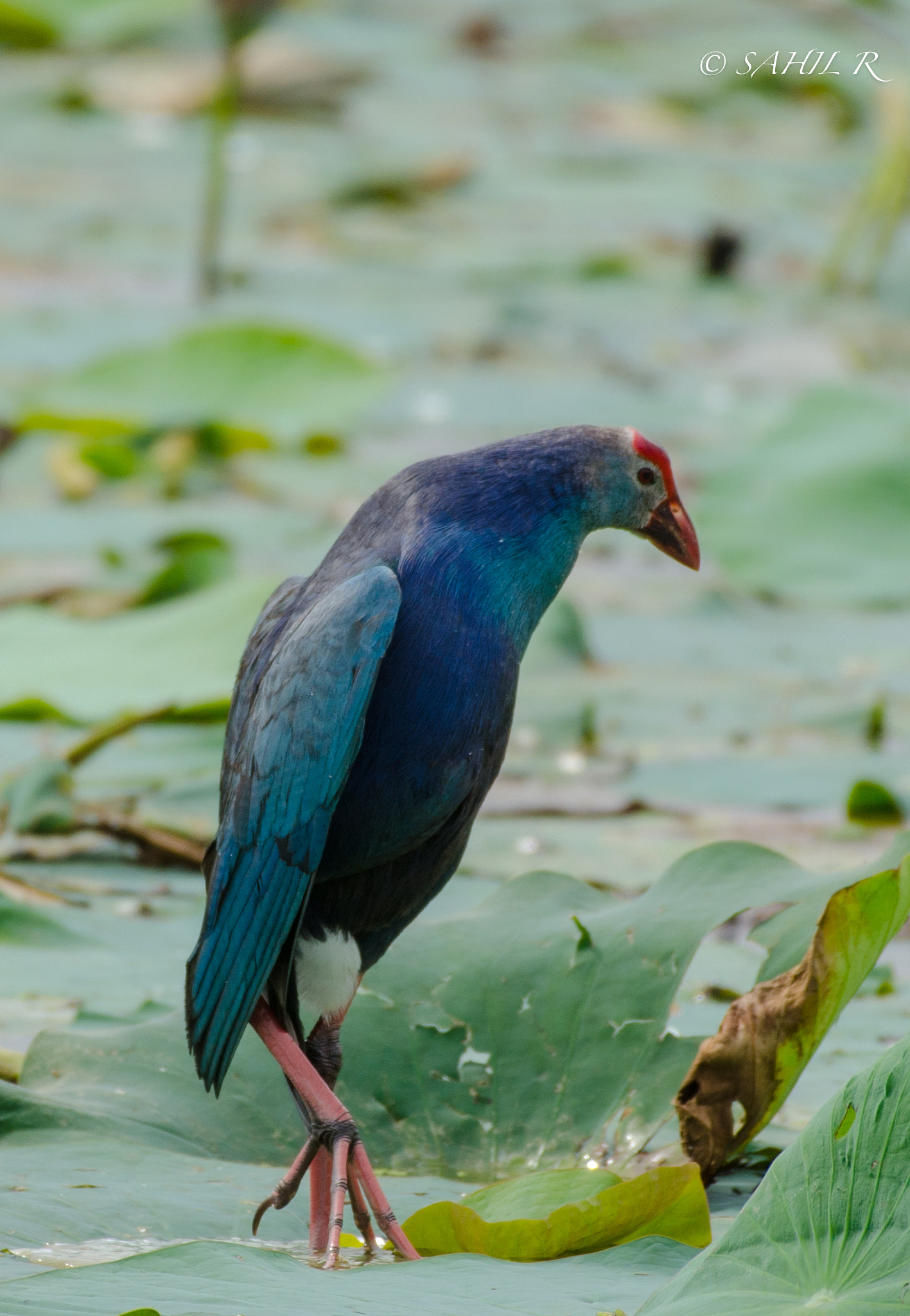 Nikon AF-S Nikkor 200-500mm F5.6E ED VR sample photo. M i penguin says purple moorhen photography