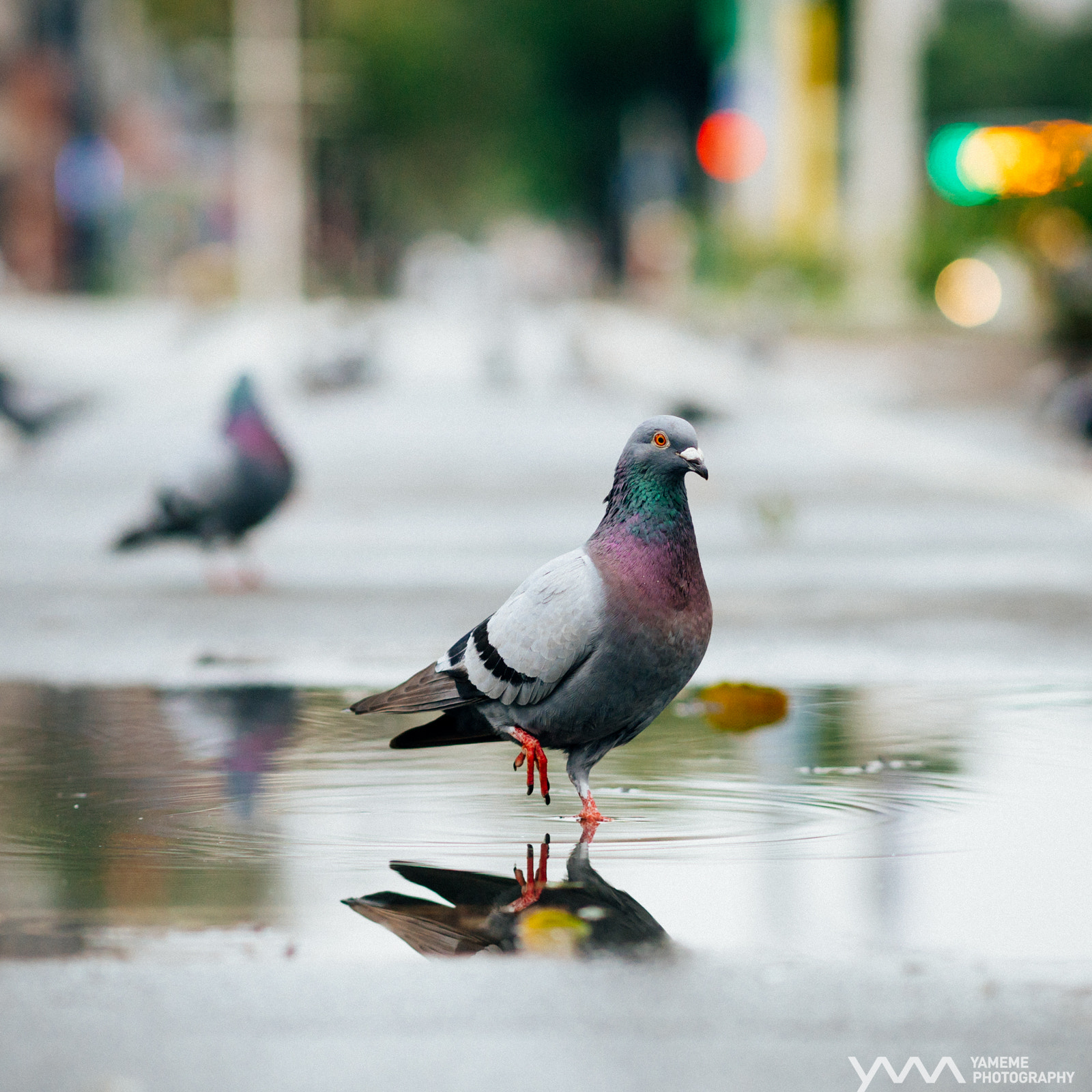 Sony a6300 + ZEISS Batis 85mm F1.8 sample photo. 金鴿獨立 one foot / taipei, taiwan photography