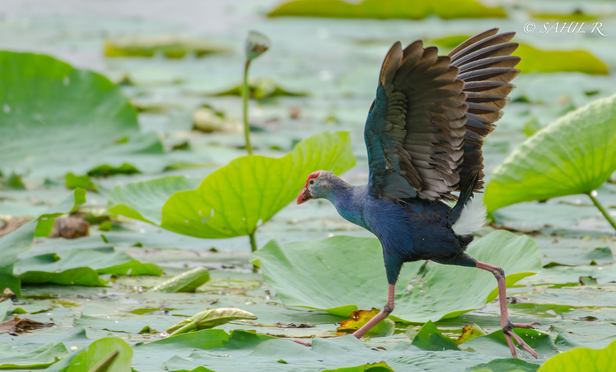 Nikon AF-S Nikkor 200-500mm F5.6E ED VR sample photo. Purple moorhen in action photography