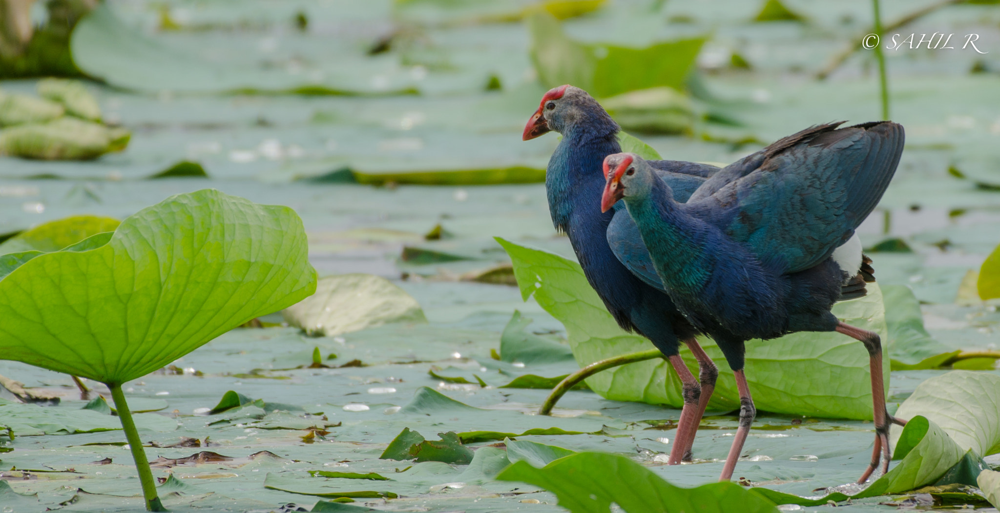 Nikon AF-S Nikkor 200-500mm F5.6E ED VR sample photo. Two is always better, purple moorhen photography